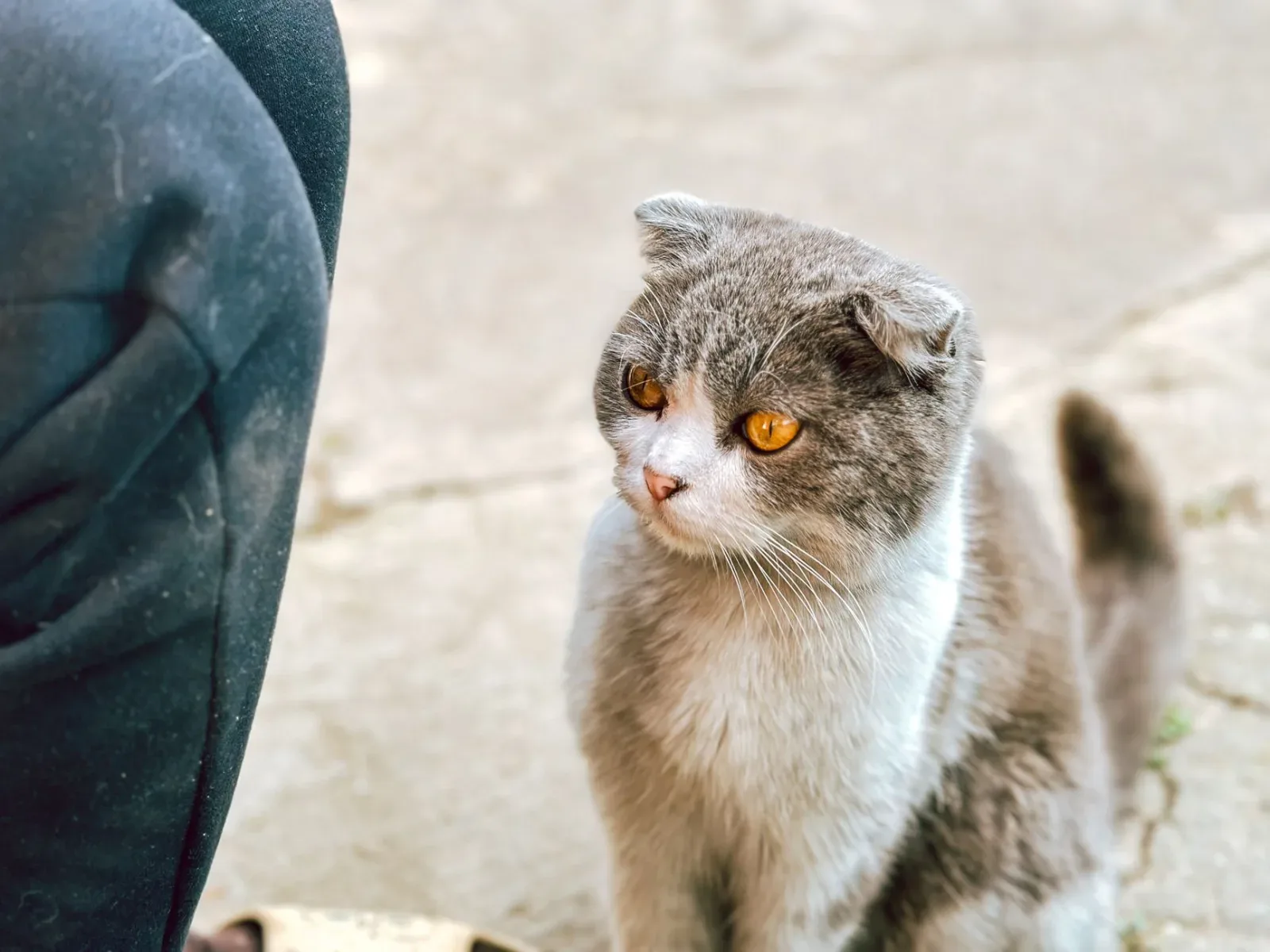 Scottish Fold 2