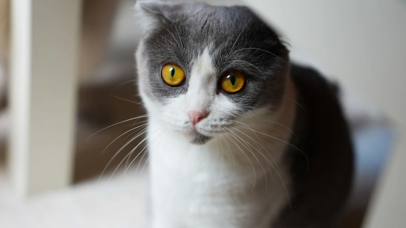 Scottish Fold 3