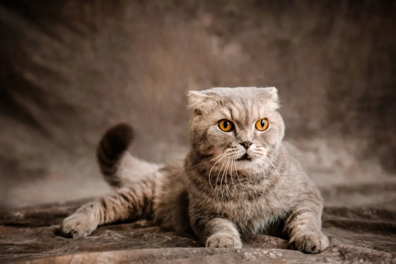 Scottish Fold 4
