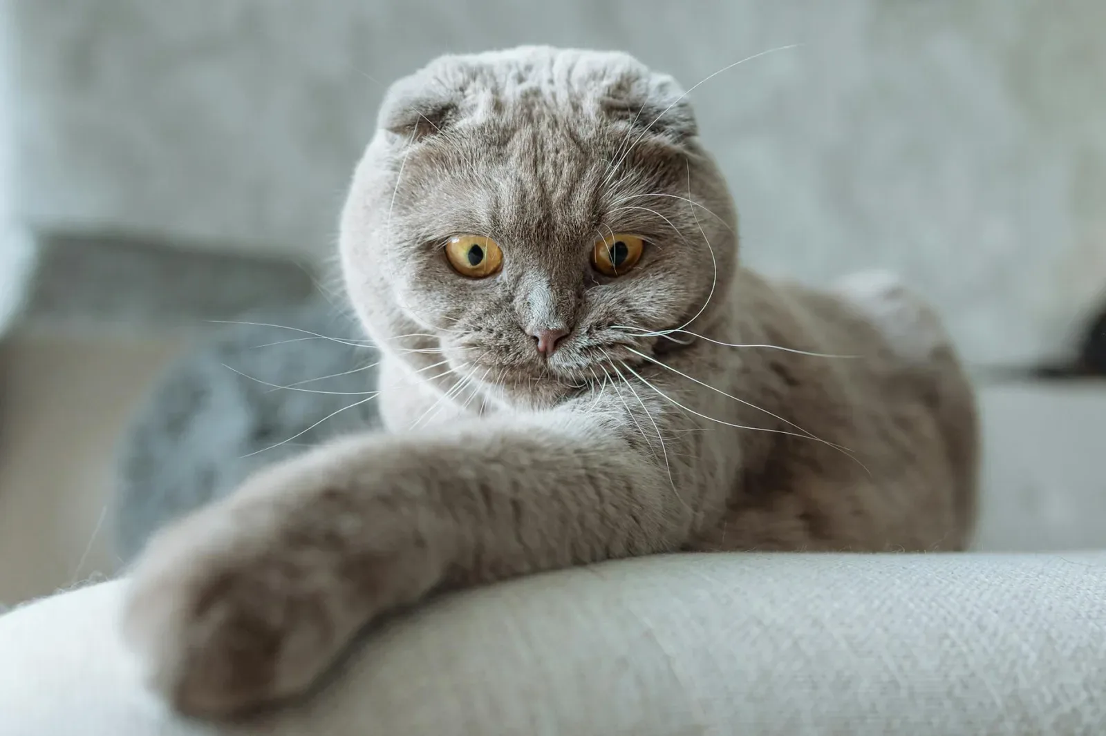 Scottish Fold 5