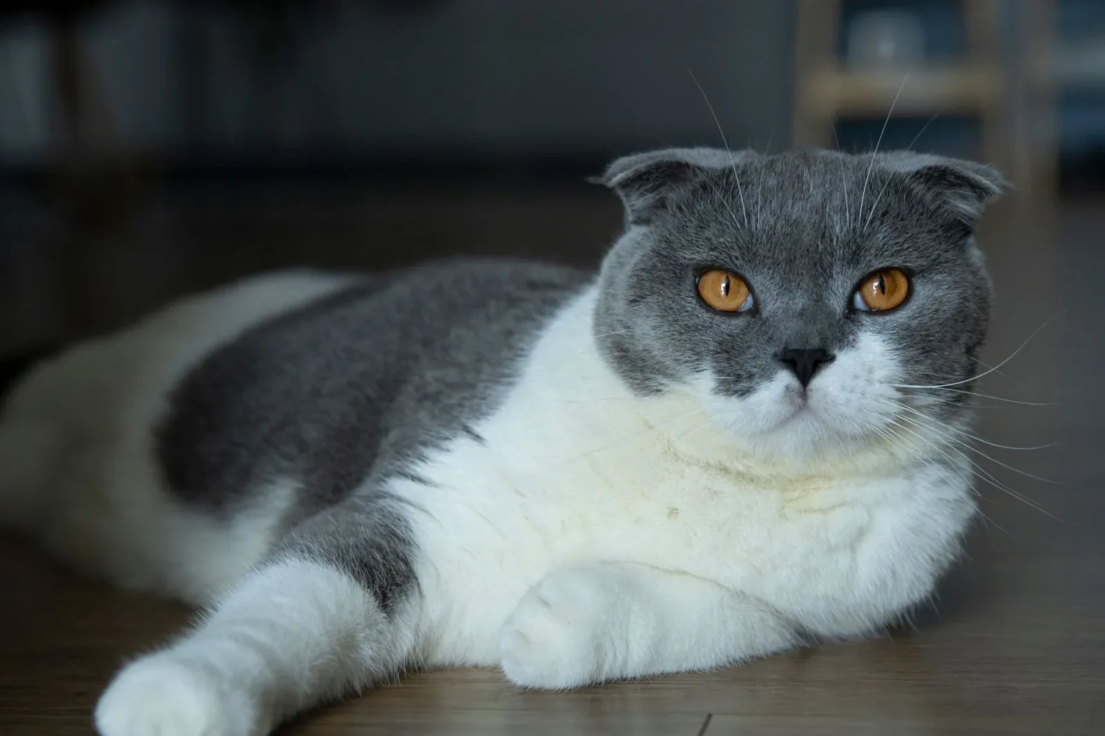 Scottish Fold 6