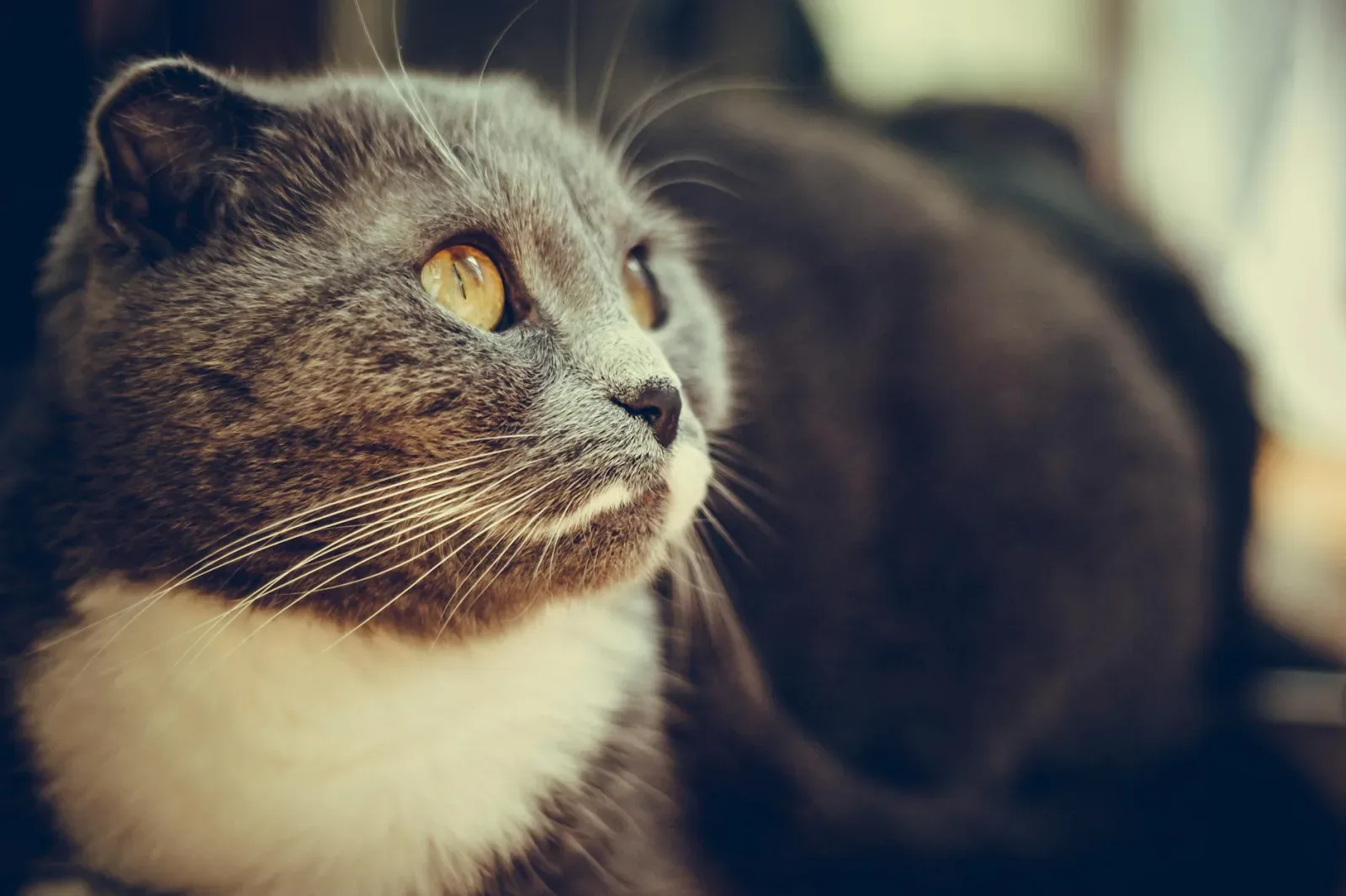 Scottish Fold 7