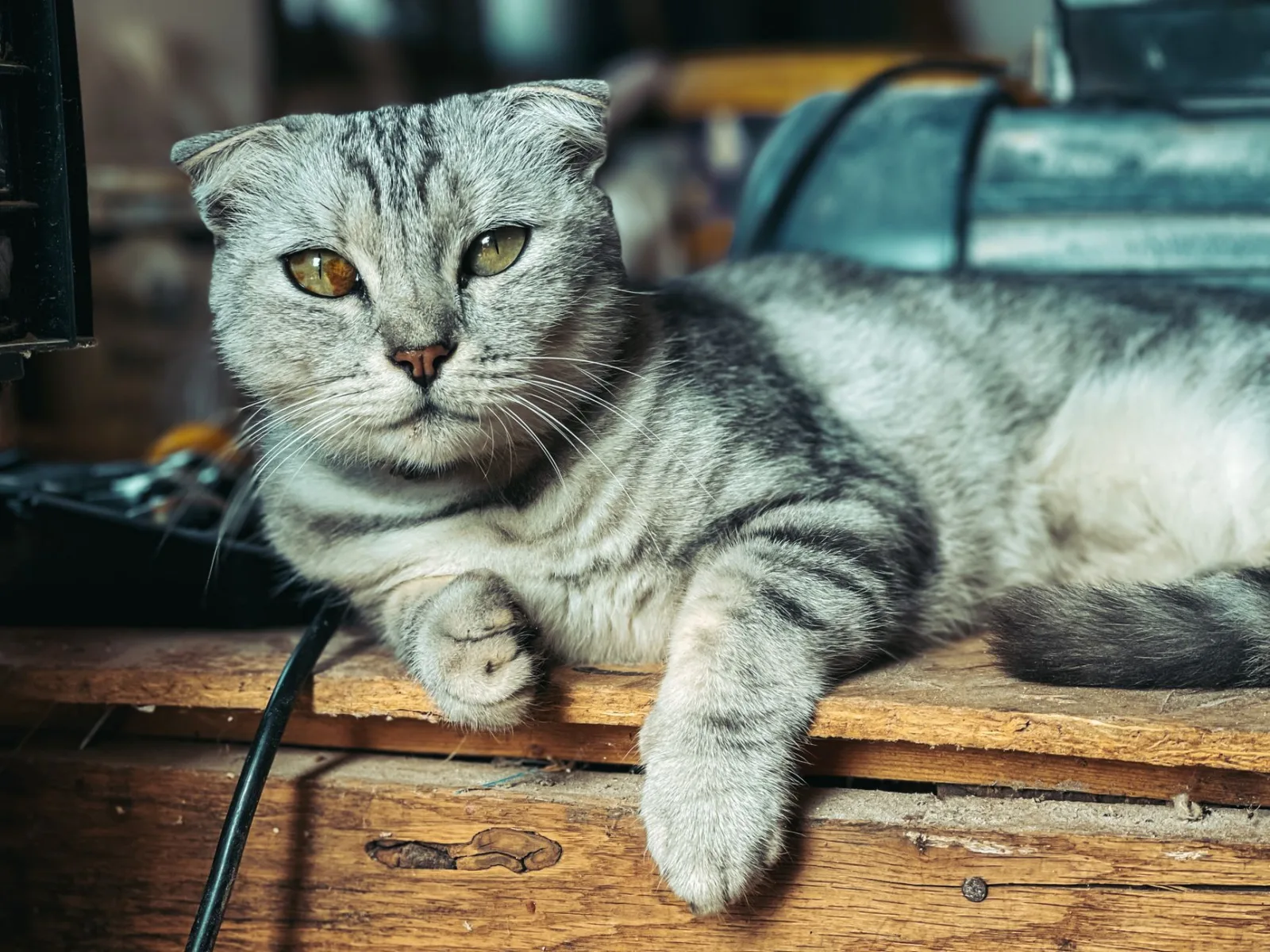 Scottish Fold 8