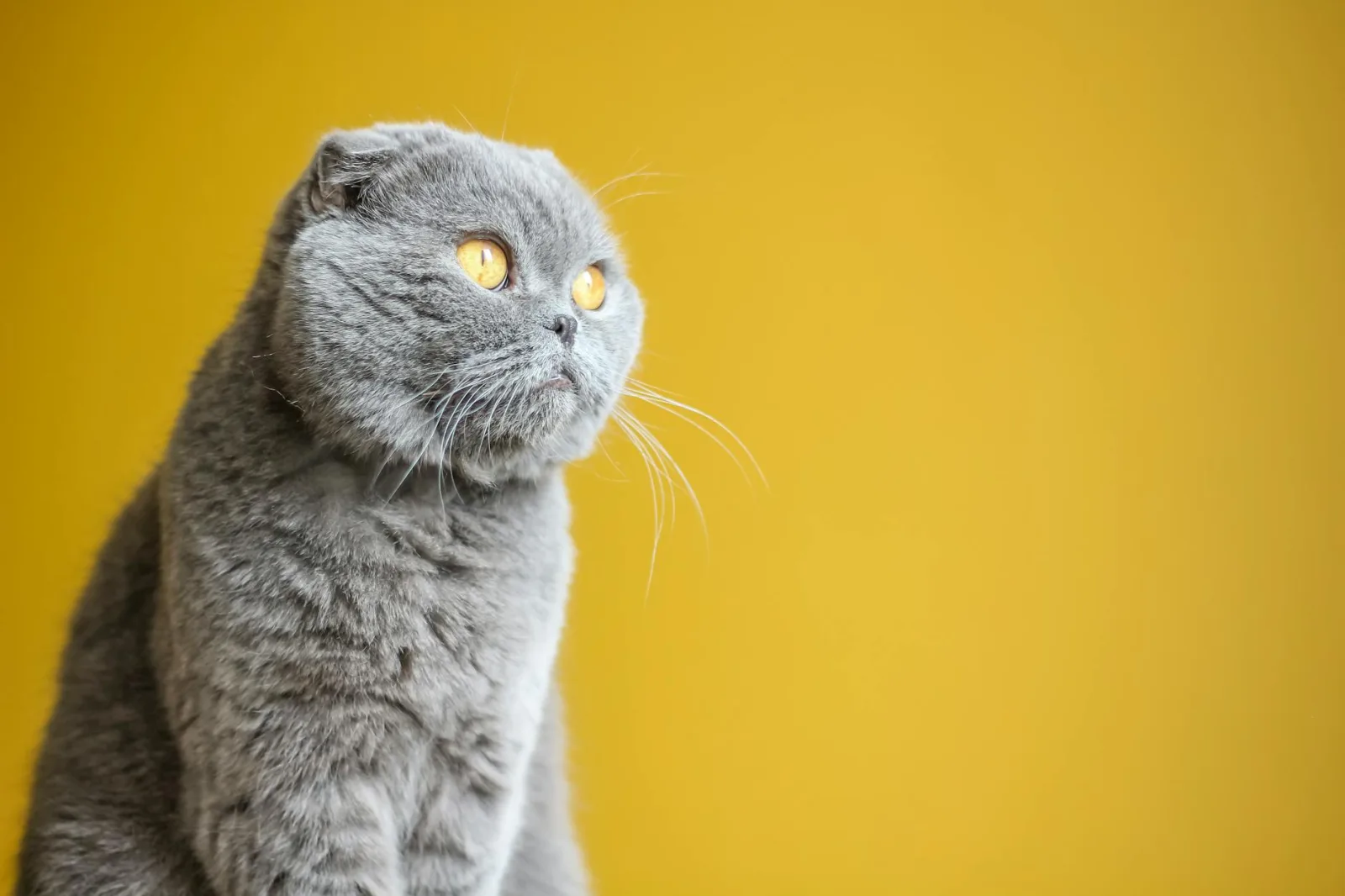 Scottish Fold 9