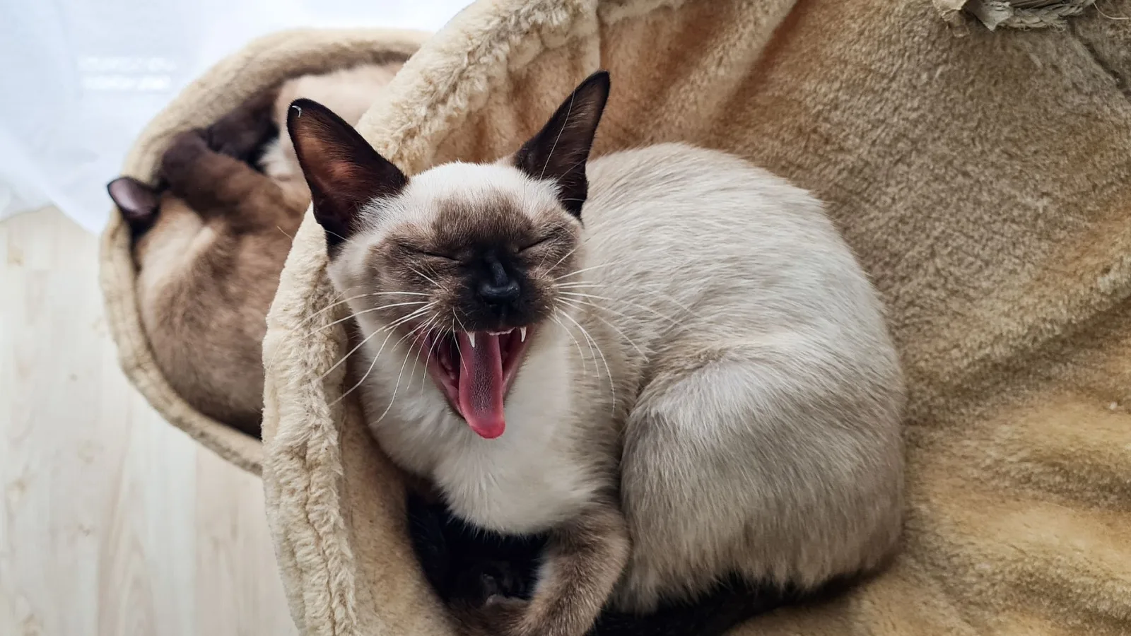 Siamese 2