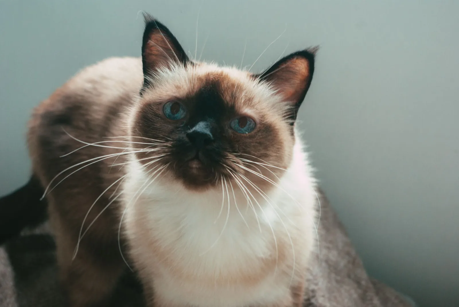 Siamese 3