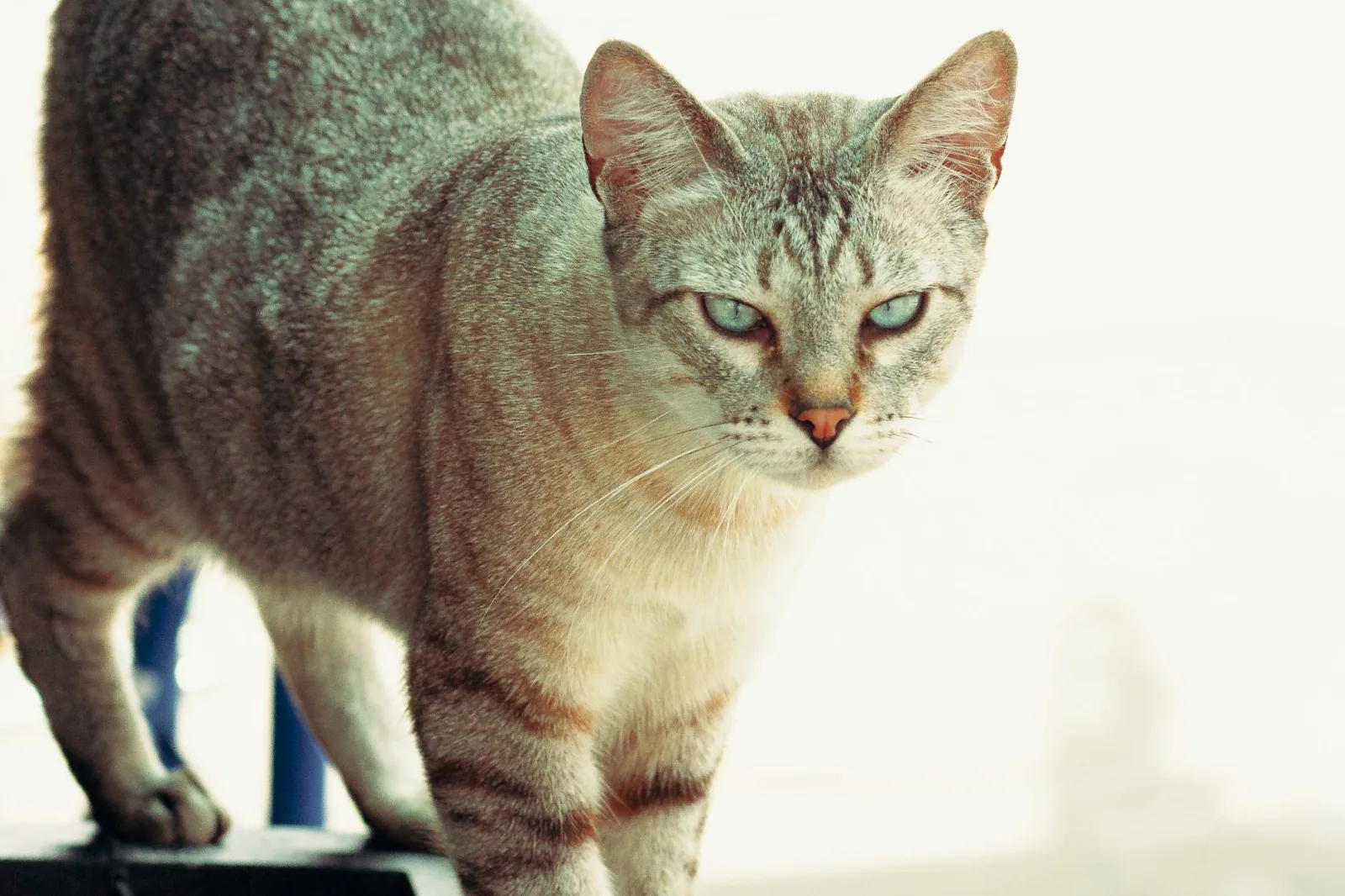 Siamese 4