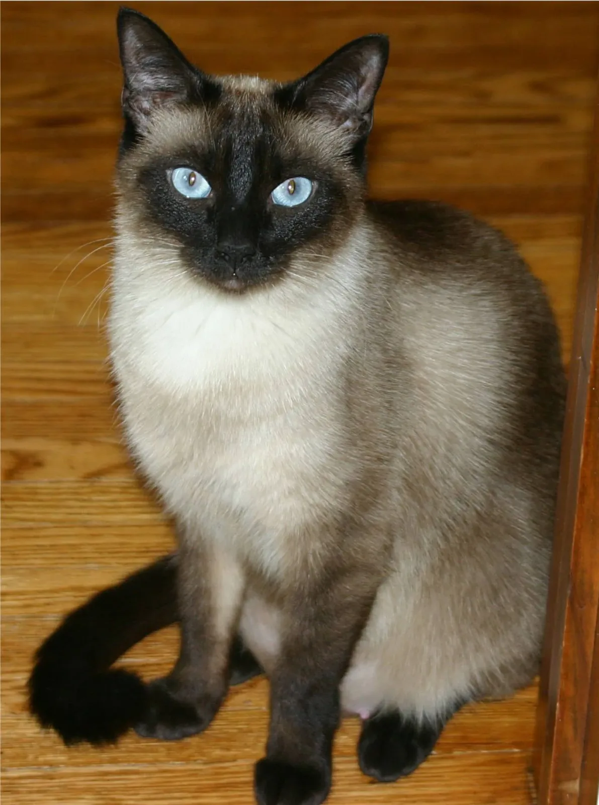 Siamese 5