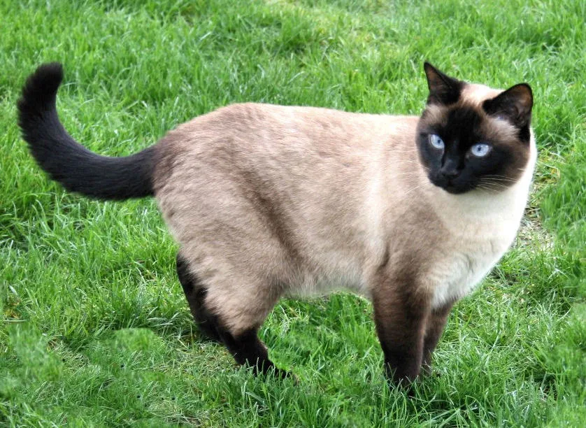 Siamese 6