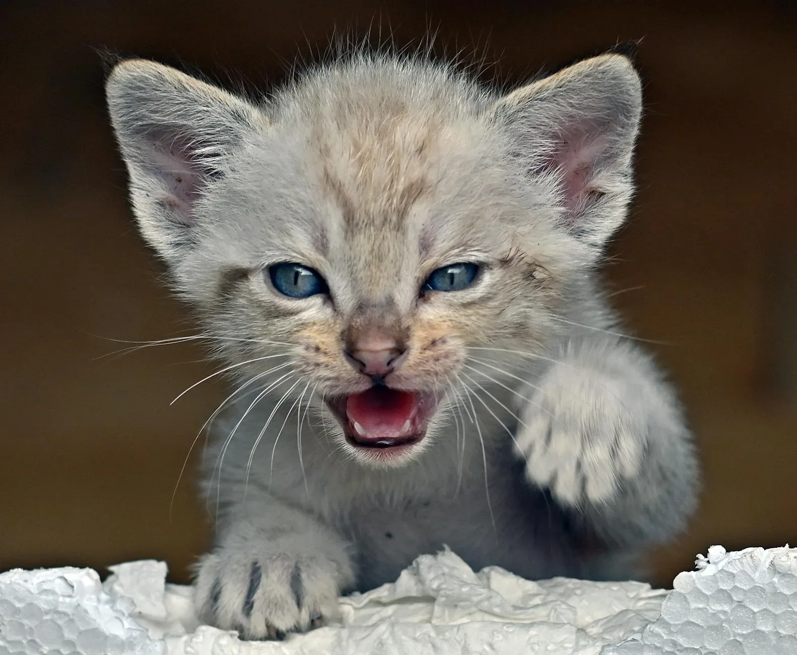 Siamese