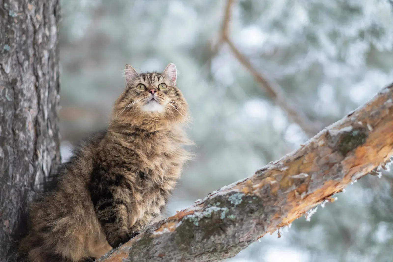 Siberian 10