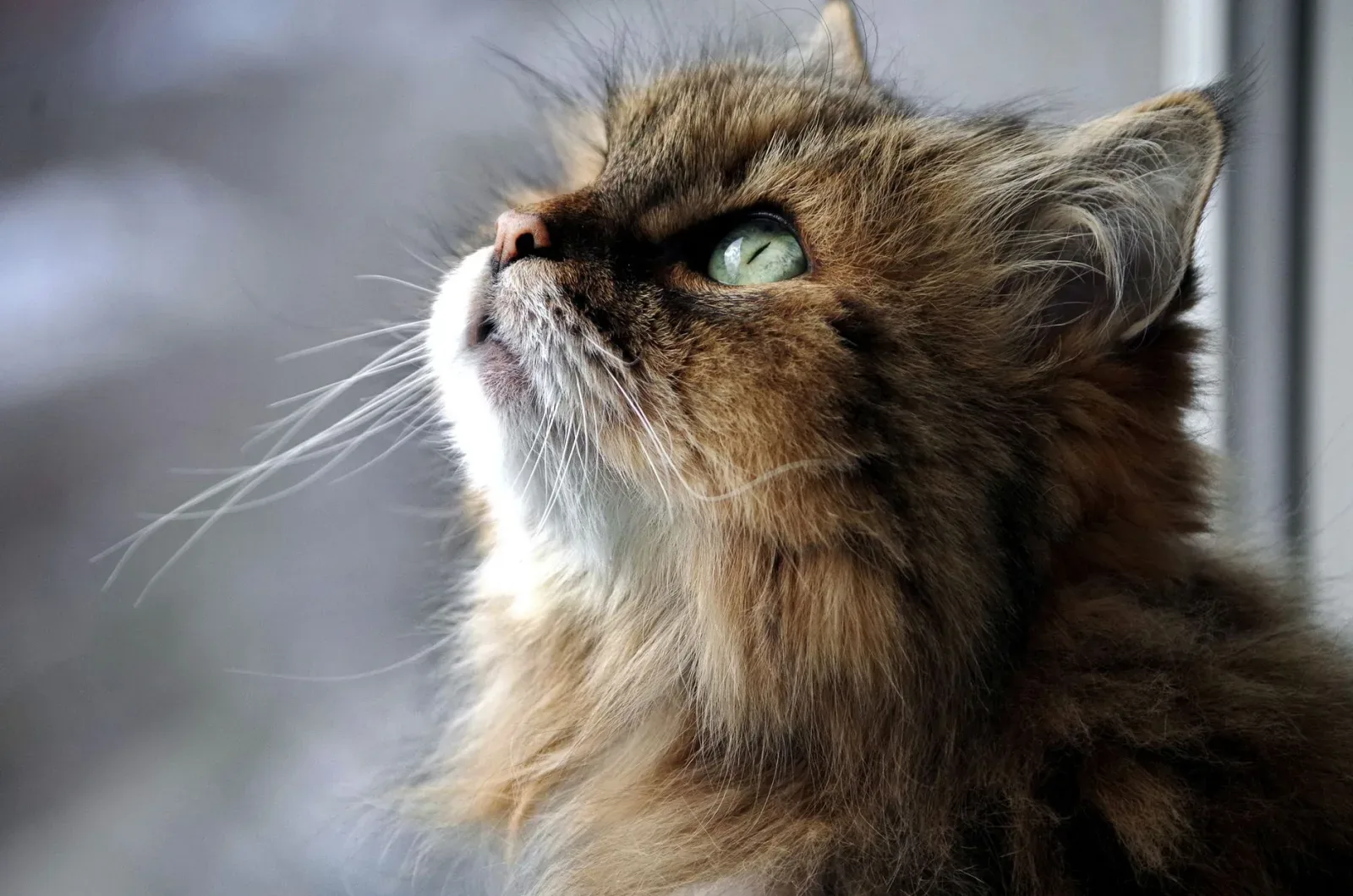 Siberian 2