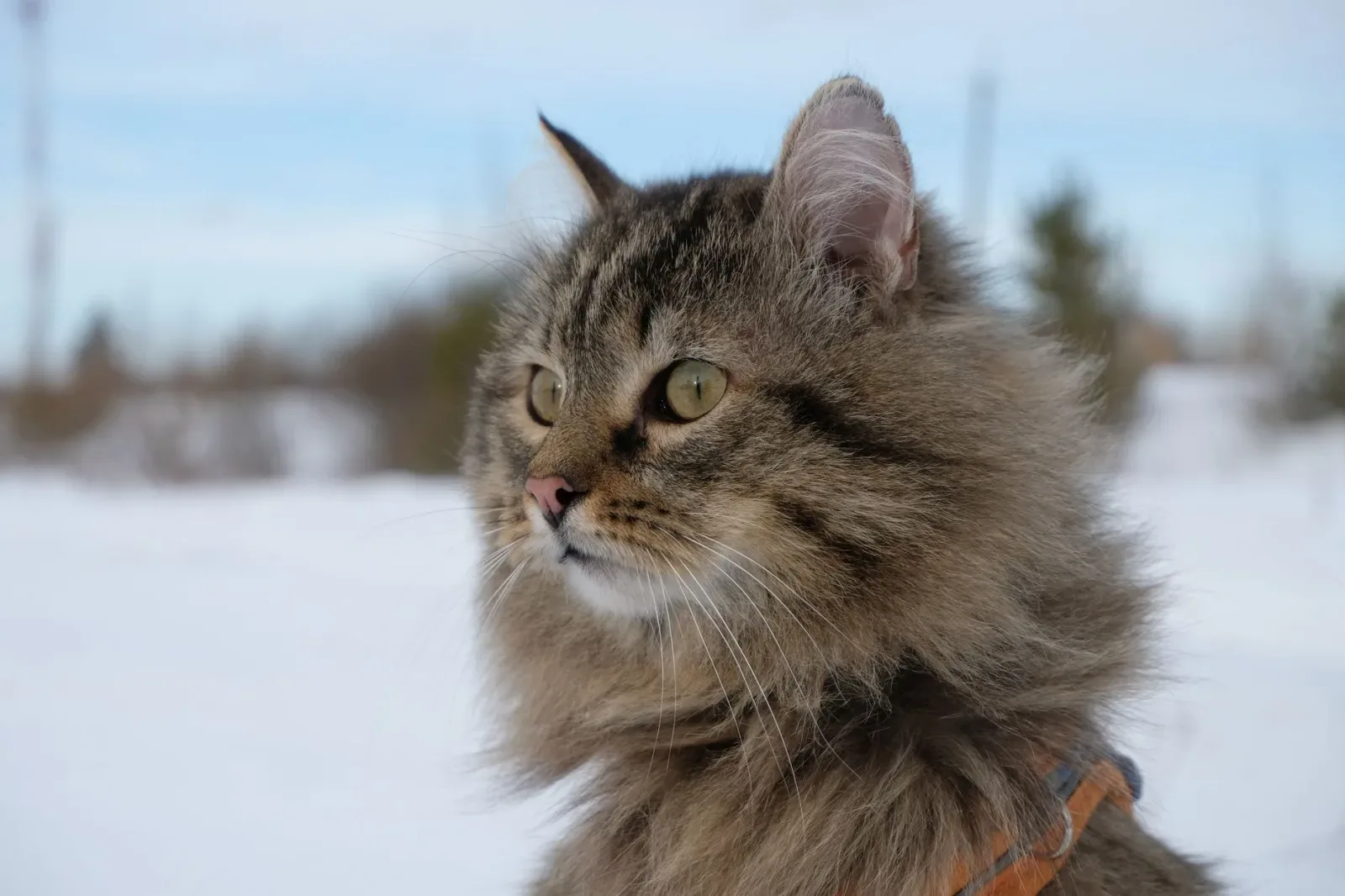 Siberian 3
