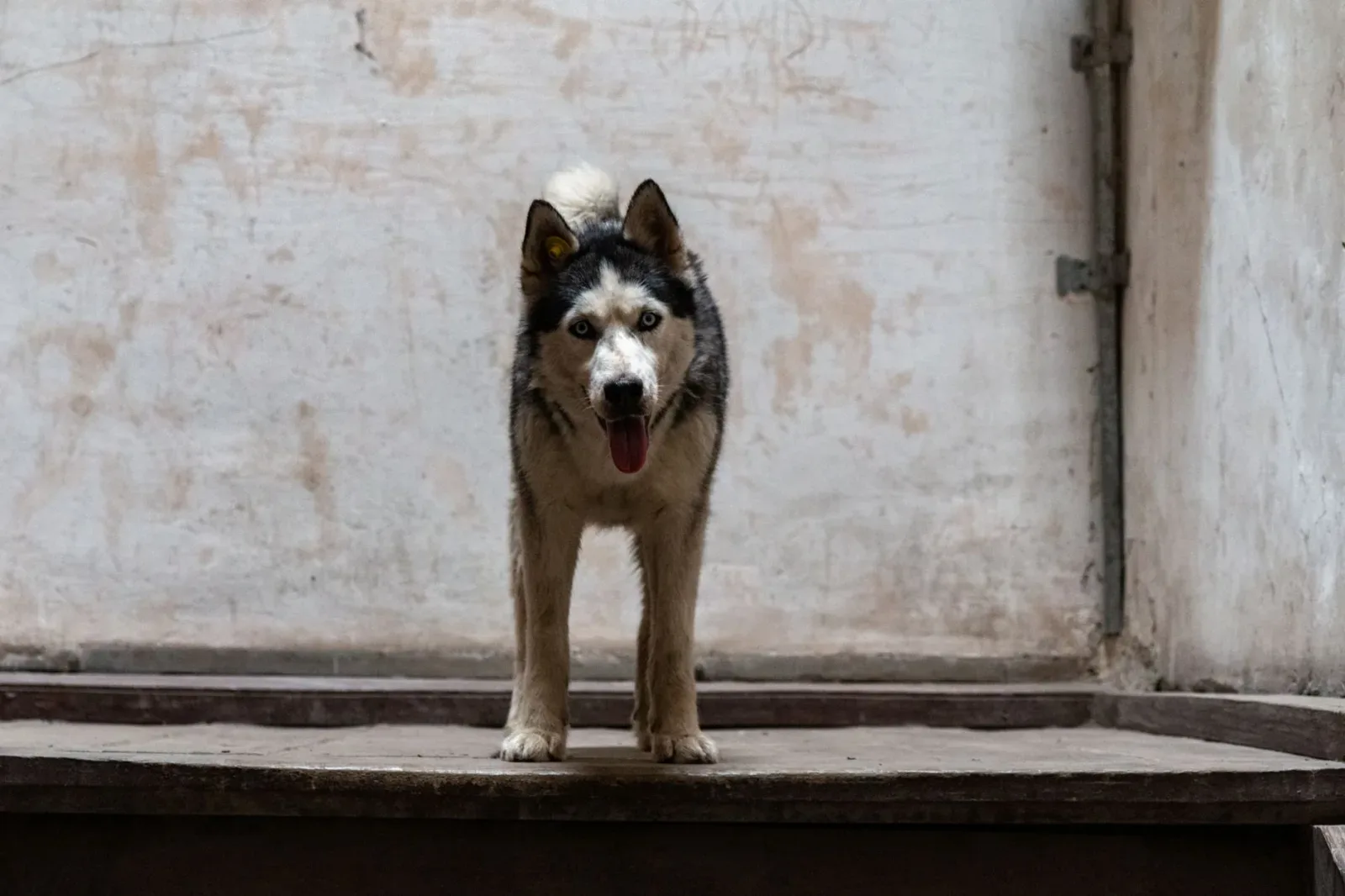 Siberian 4