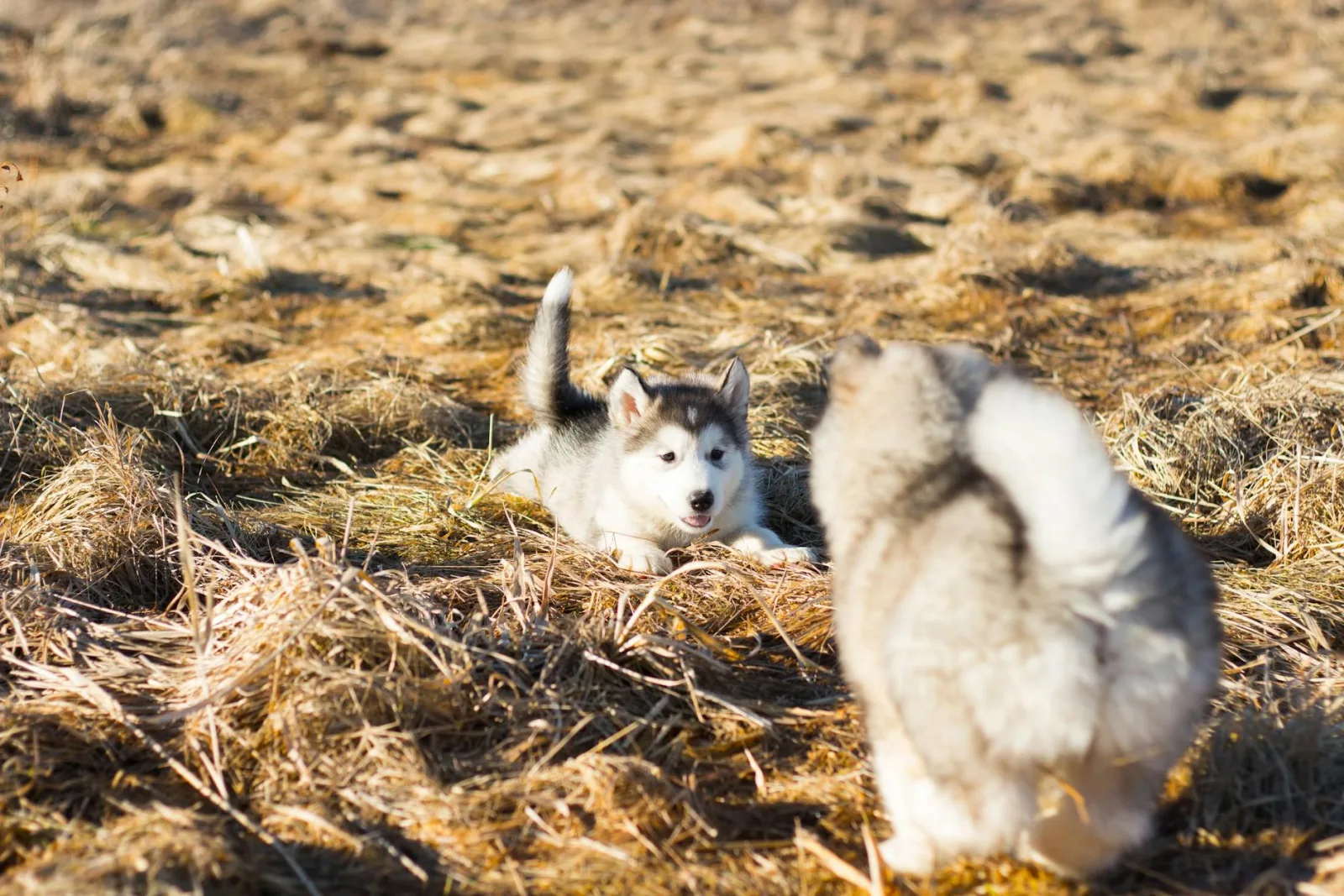 Siberian 5
