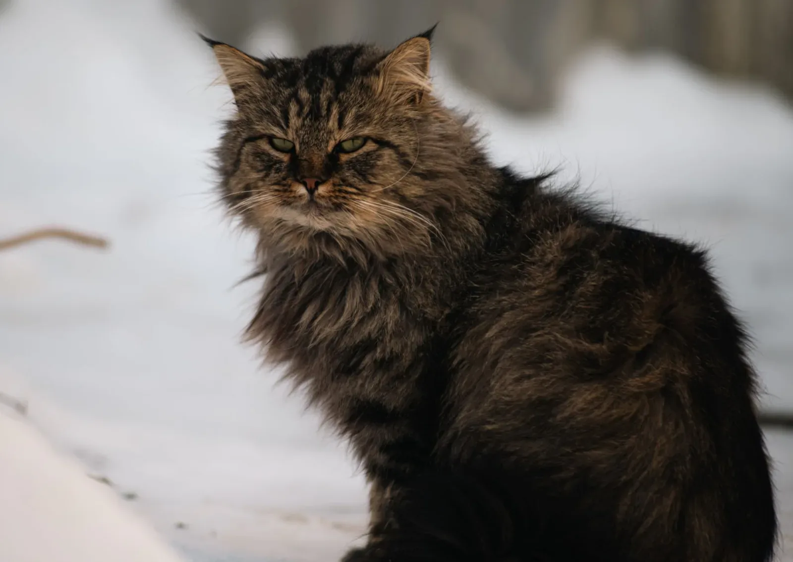 Siberian 6