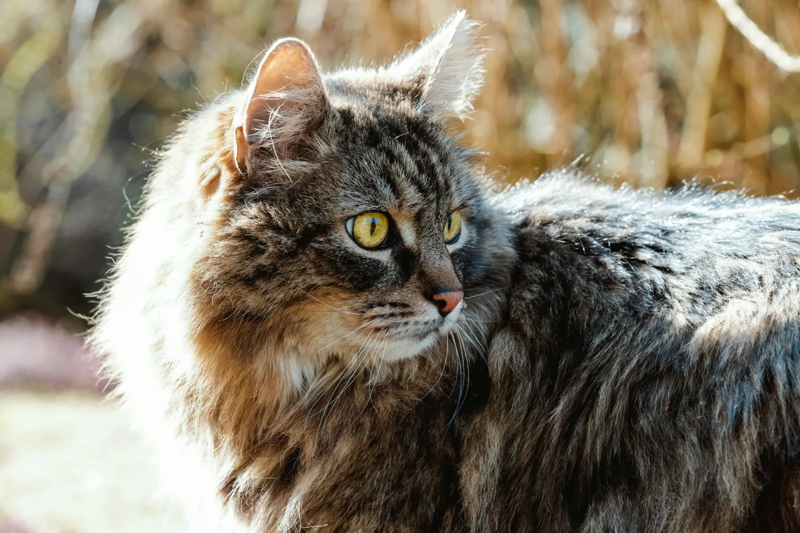 Siberian 8