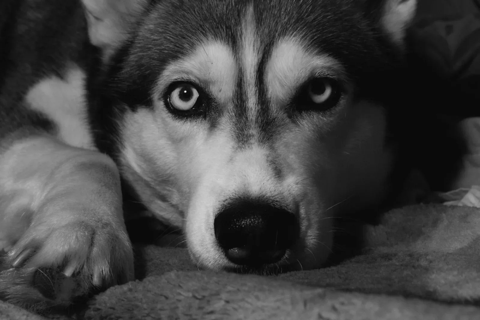 Siberian 9