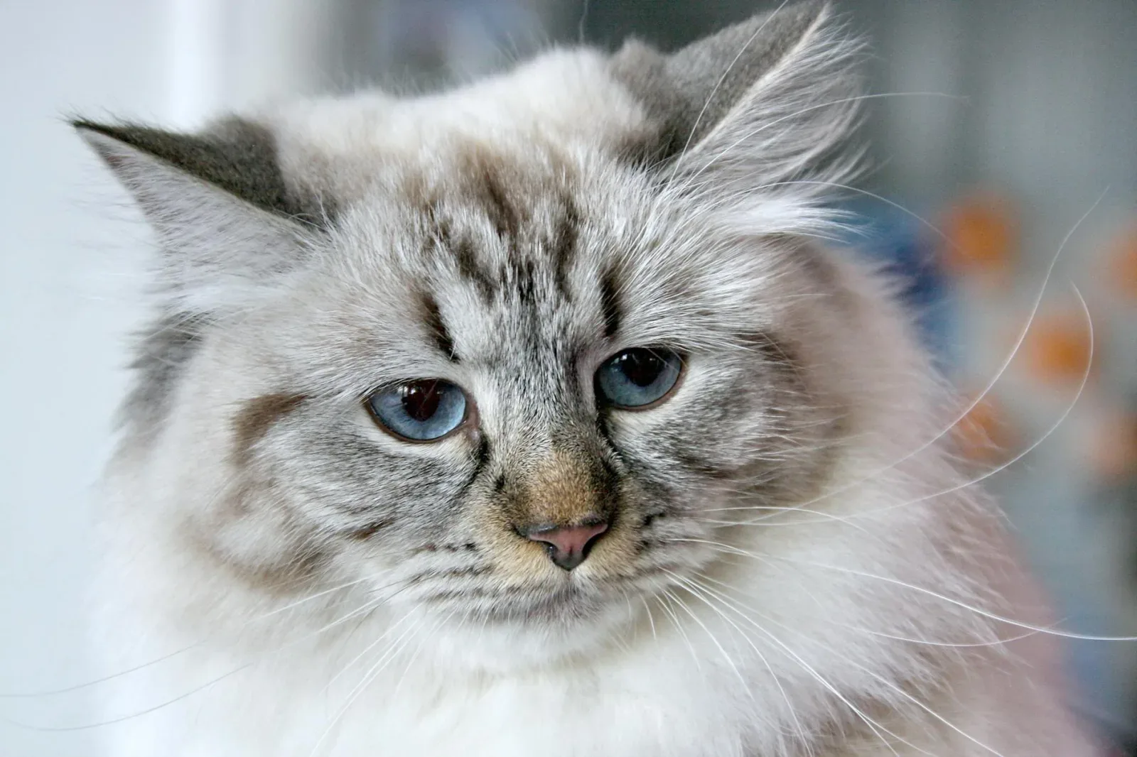 Siberian