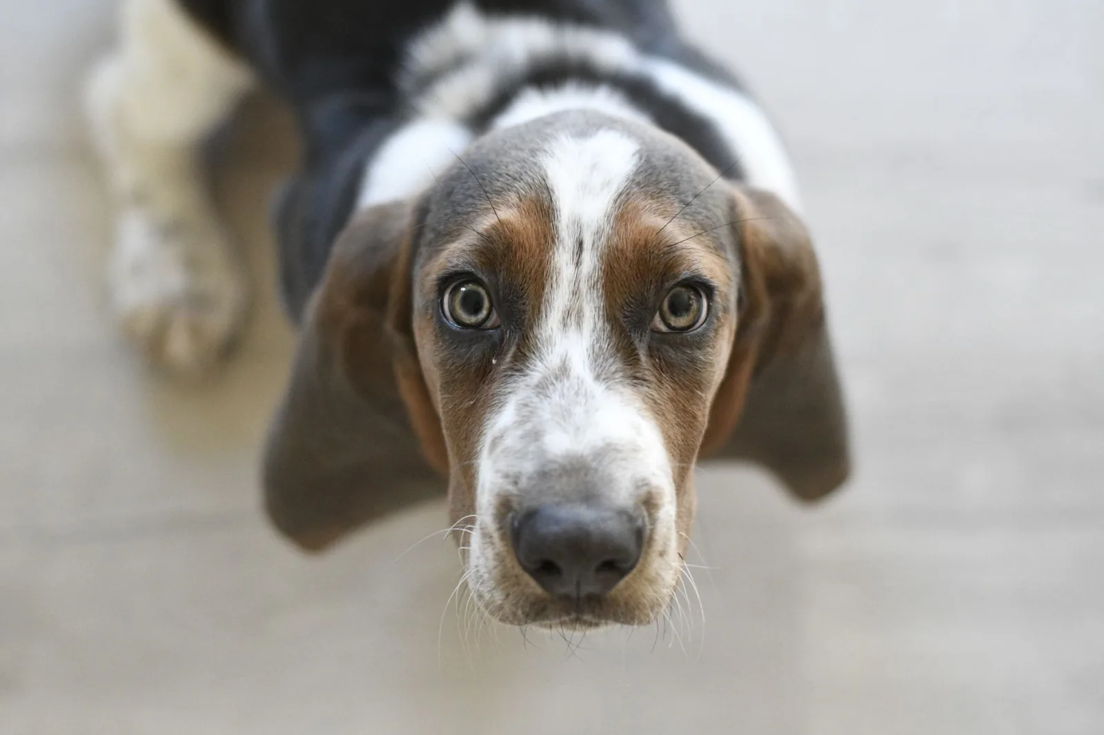 Basset Hound 1