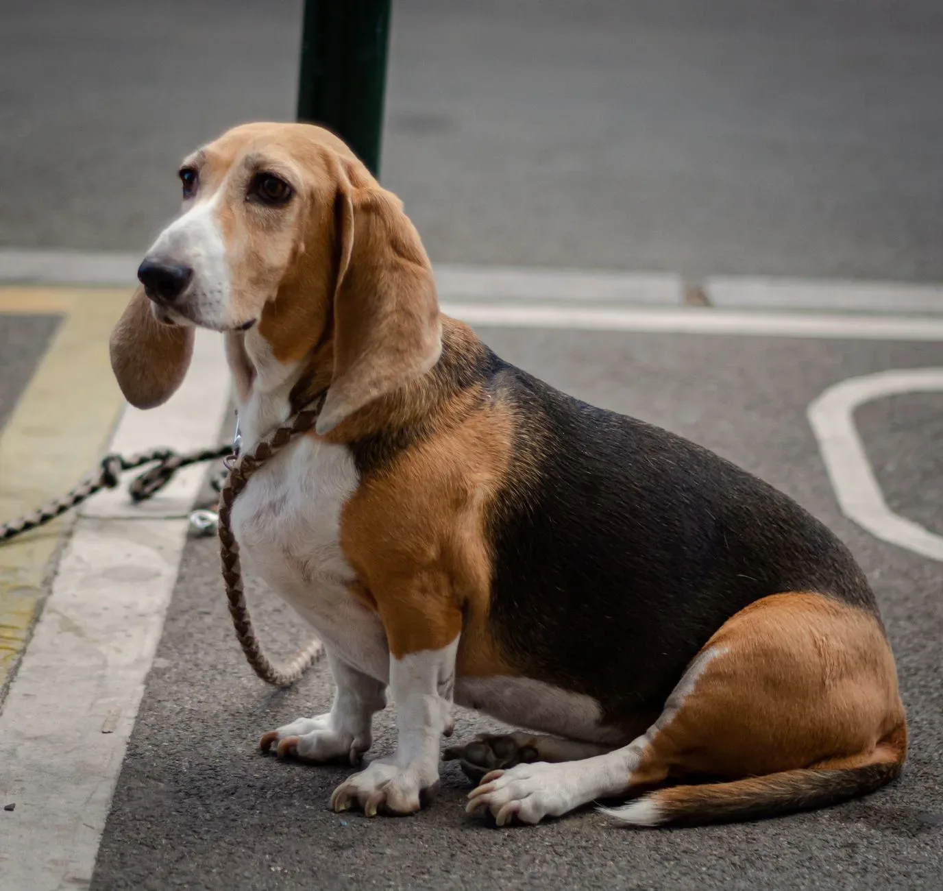 Basset Hound 10