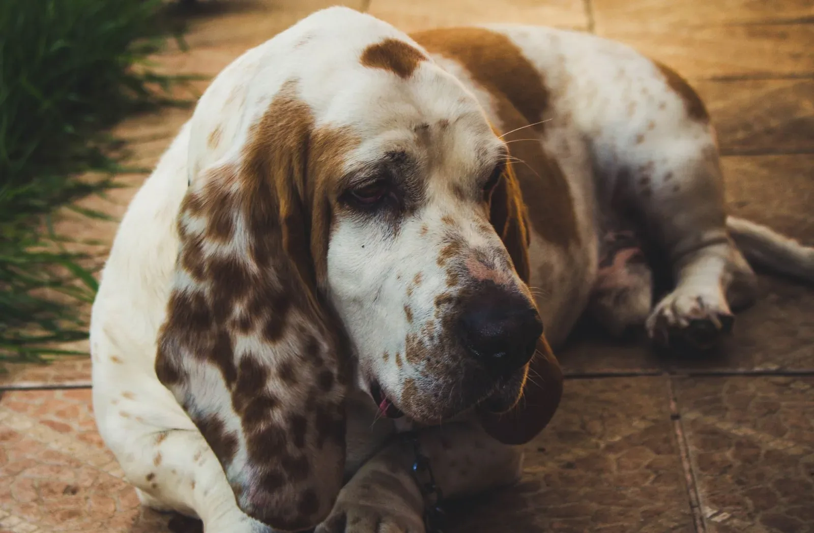 Basset Hound 2