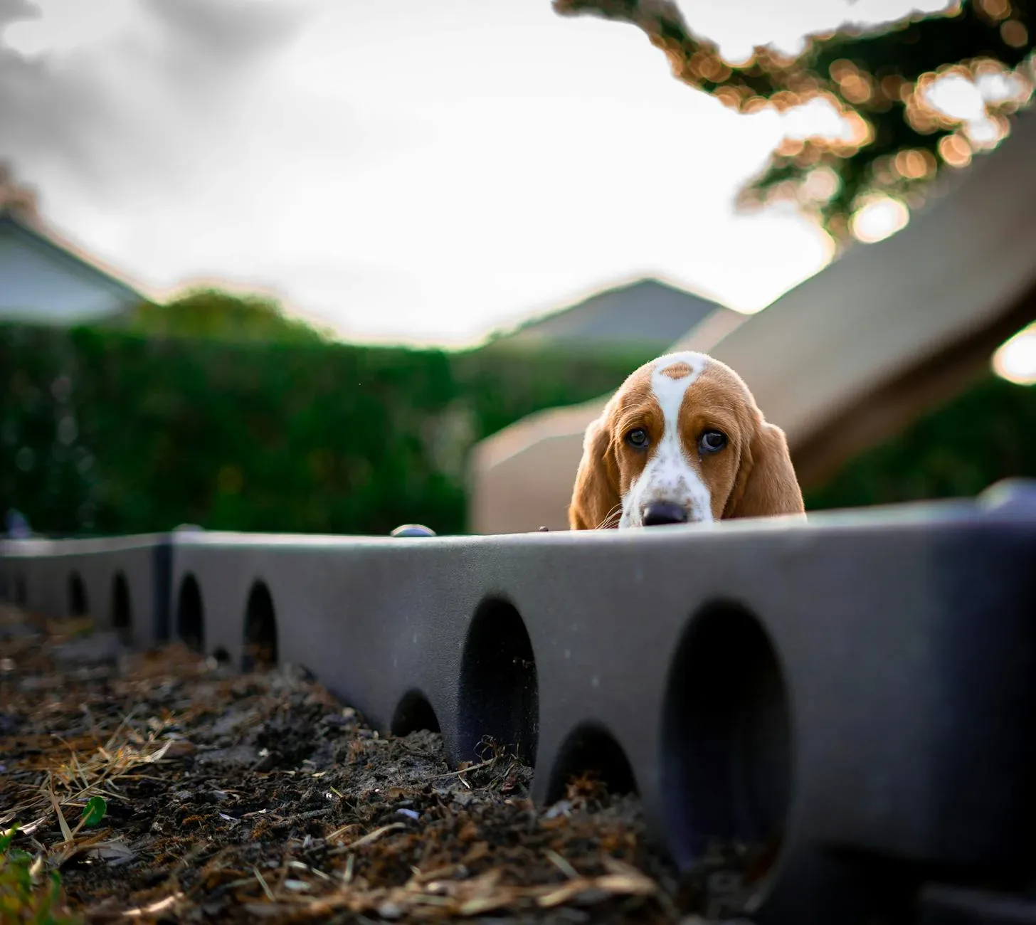 Basset Hound 4