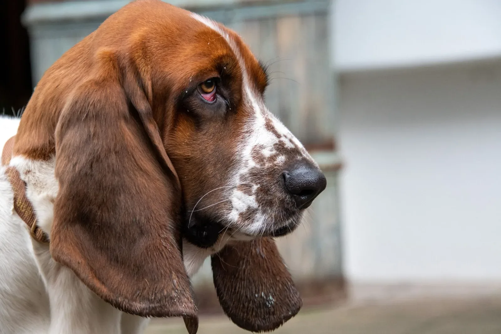 Basset Hound 5