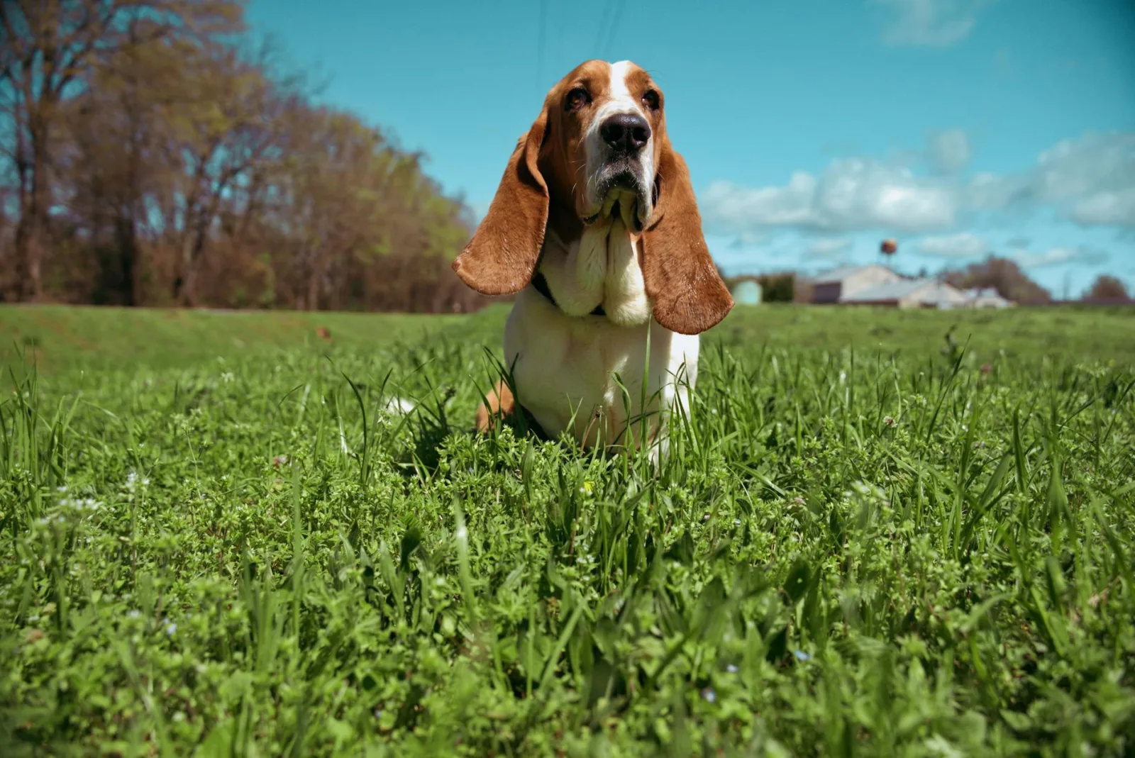Basset Hound 6