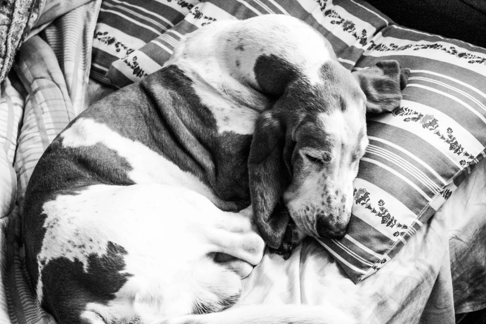 Basset Hound 7