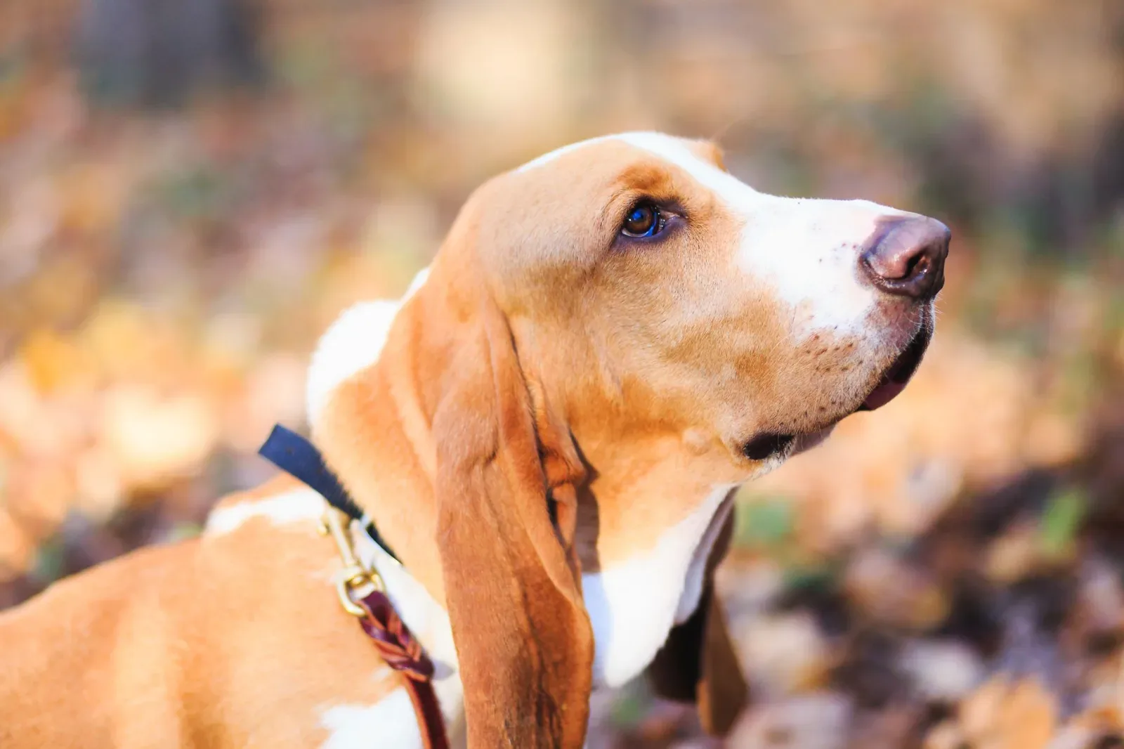 Basset Hound 8