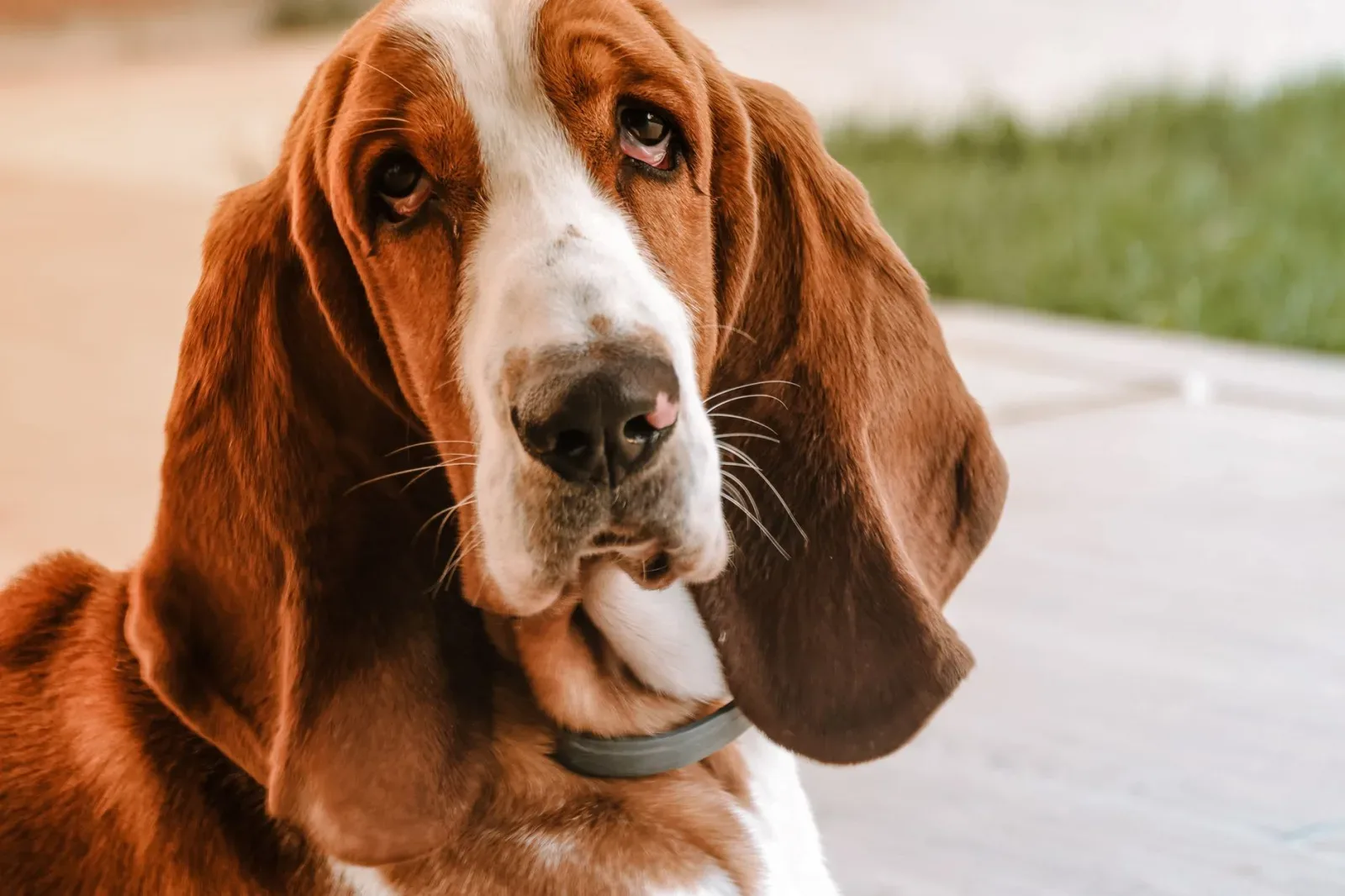 Basset Hound 9