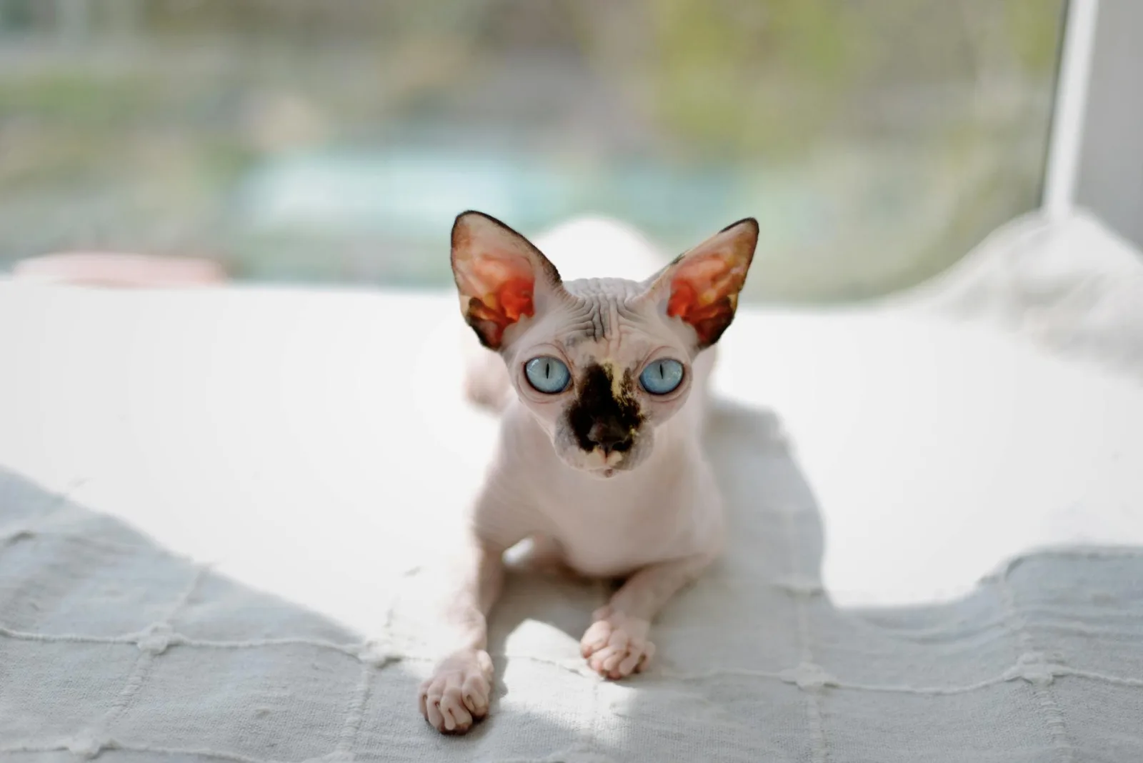 Sphynx 2