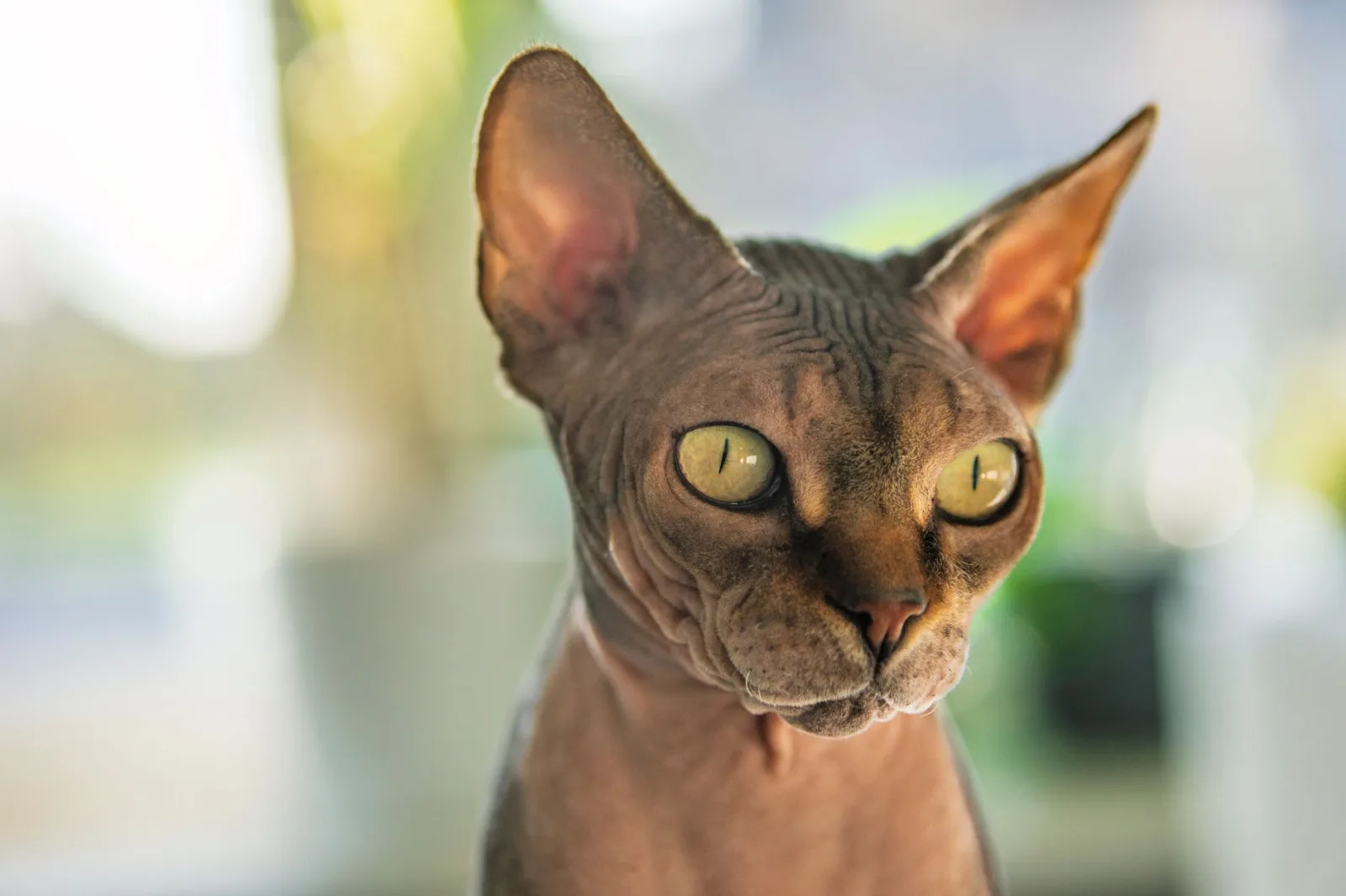 Sphynx 3