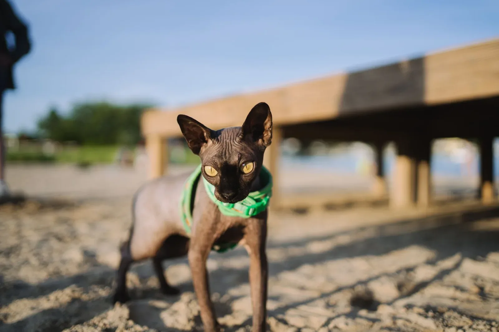 Sphynx 4