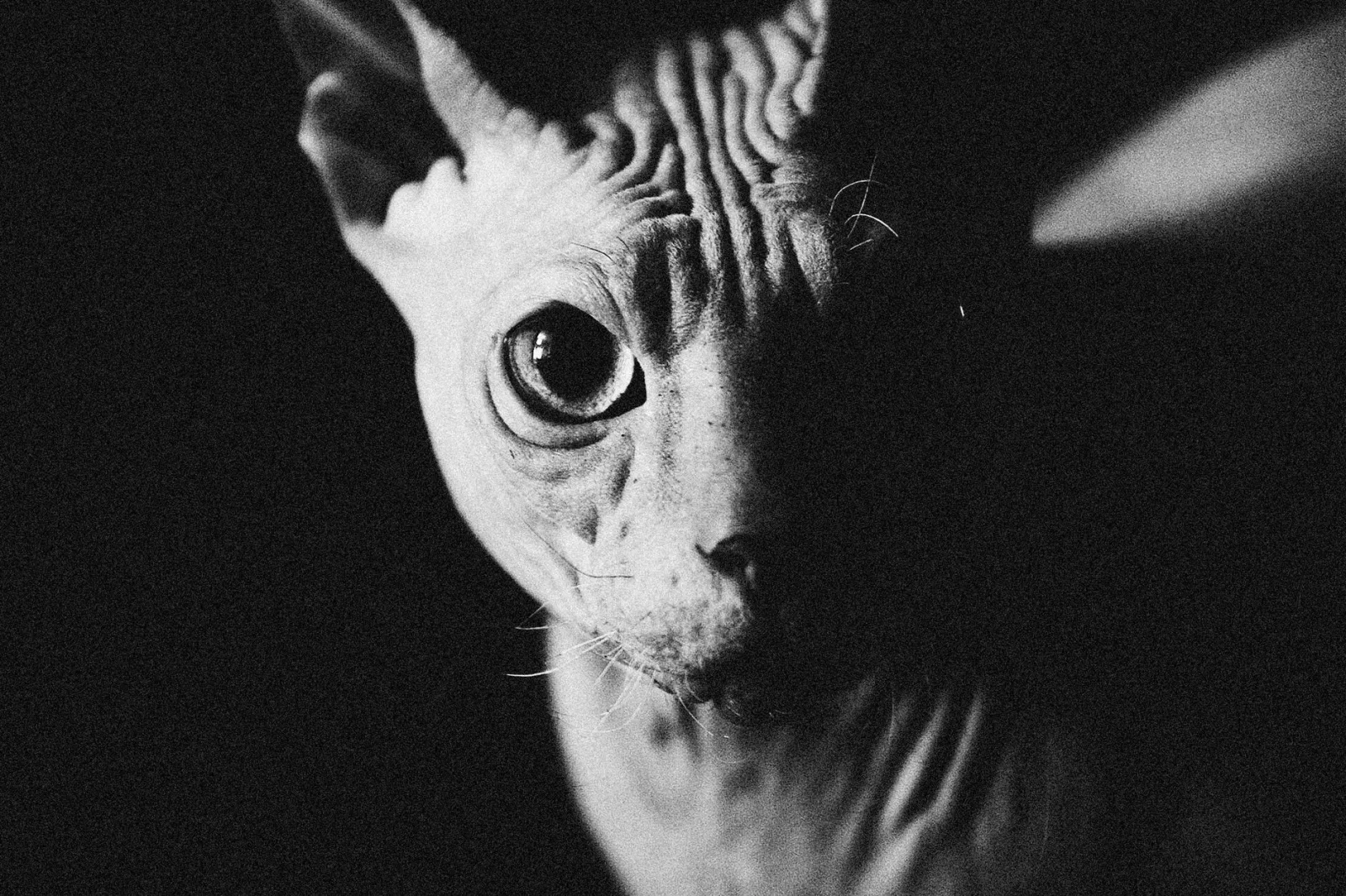 Sphynx 5