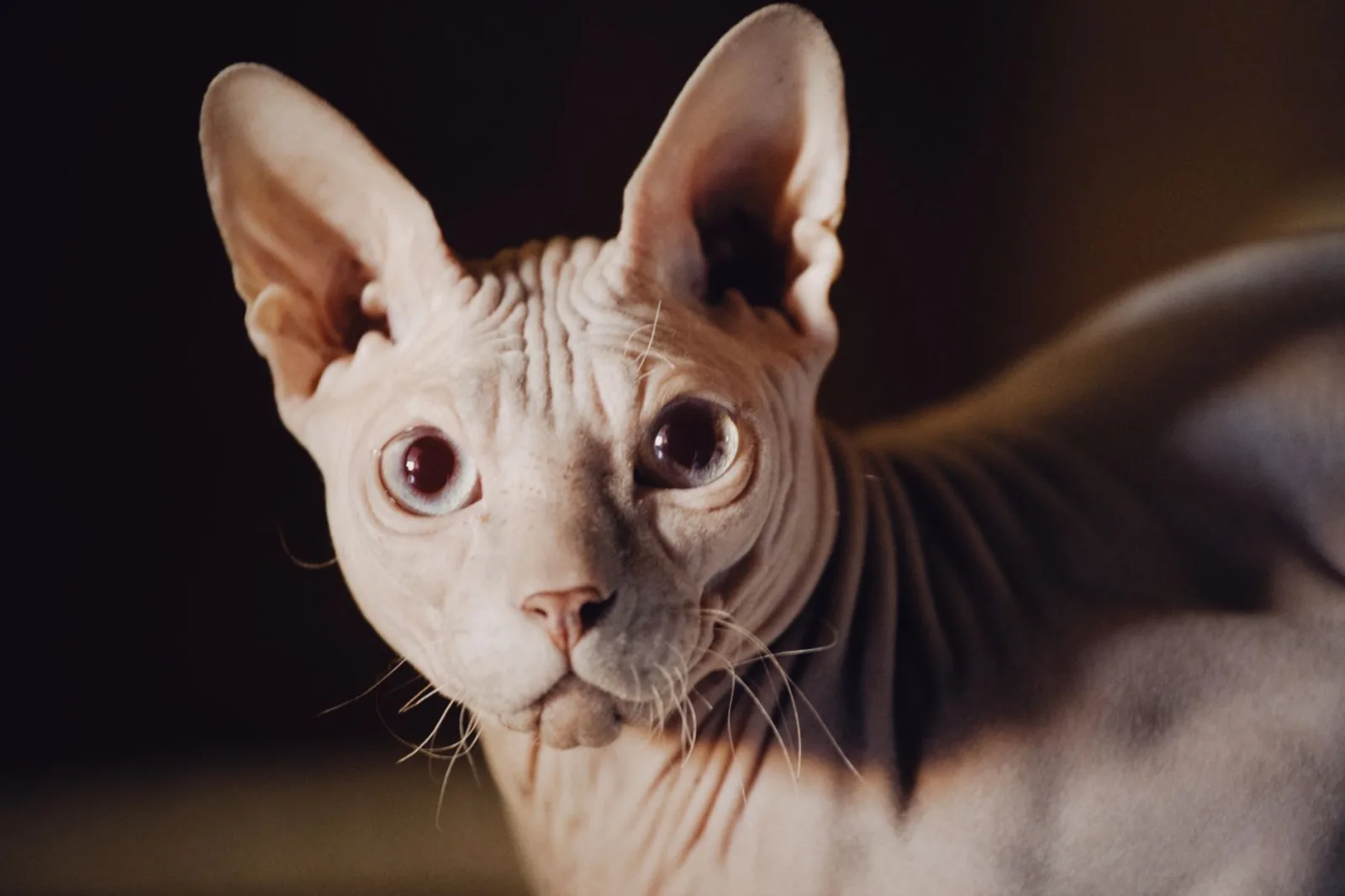 Sphynx 6