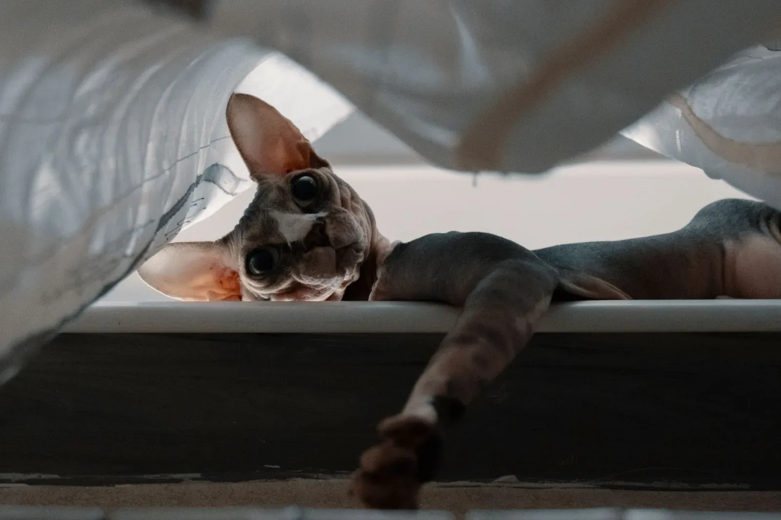 Sphynx 7