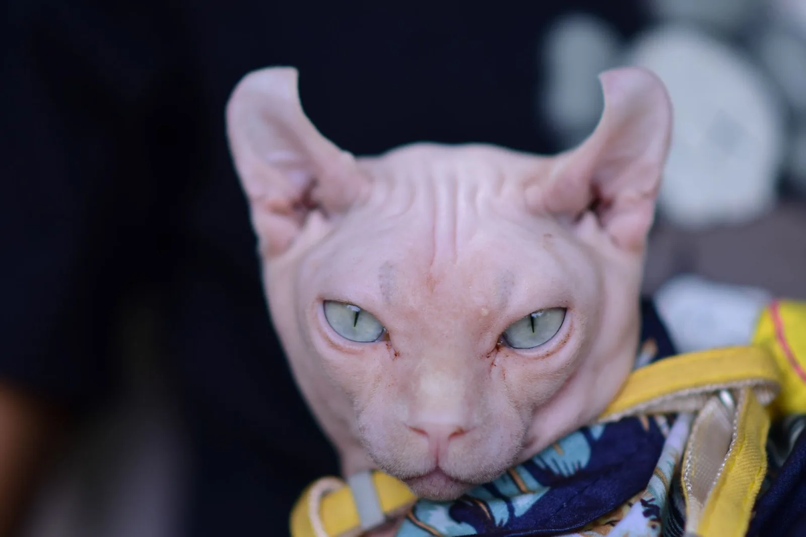 Sphynx 8
