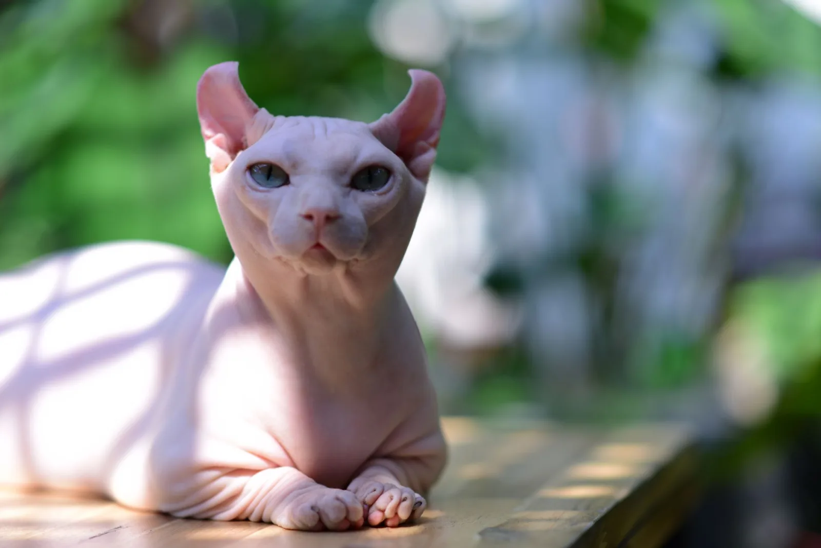 Sphynx 9