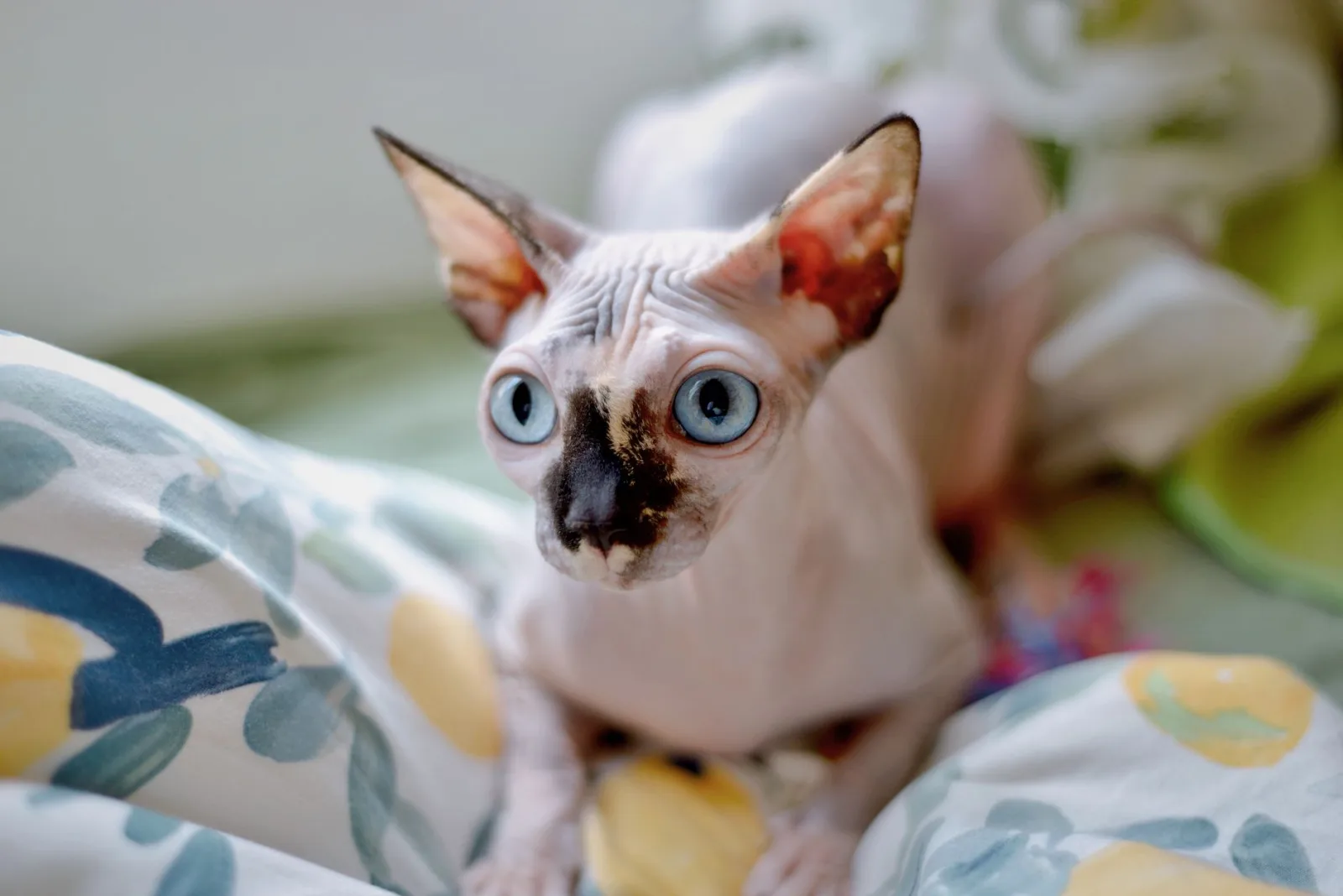 Sphynx
