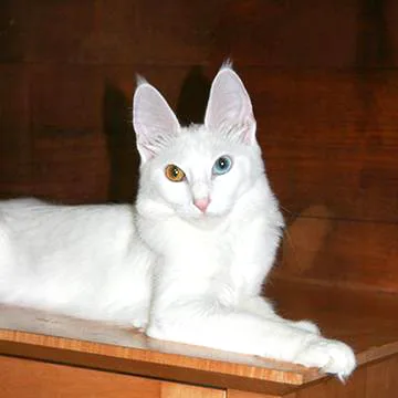 Turkish Angora 10