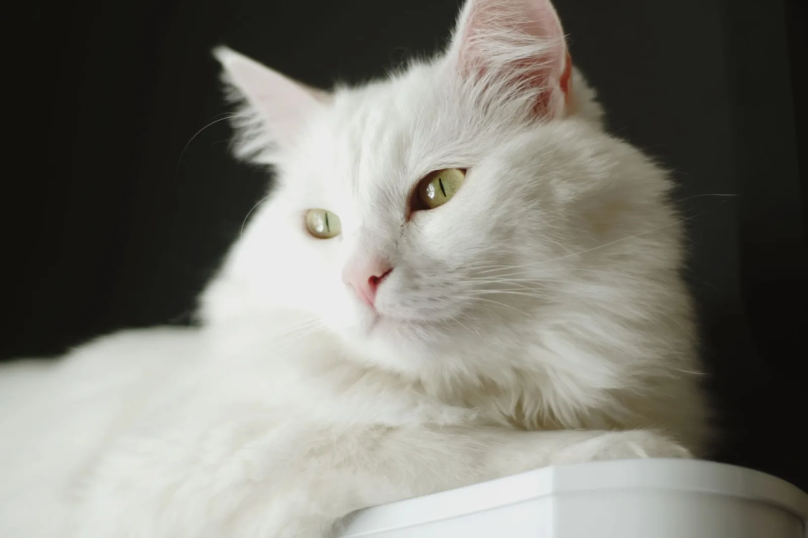 Turkish Angora 2