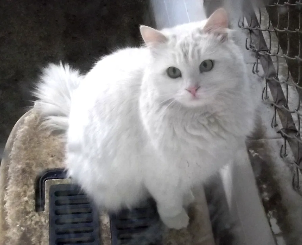 Turkish Angora 3