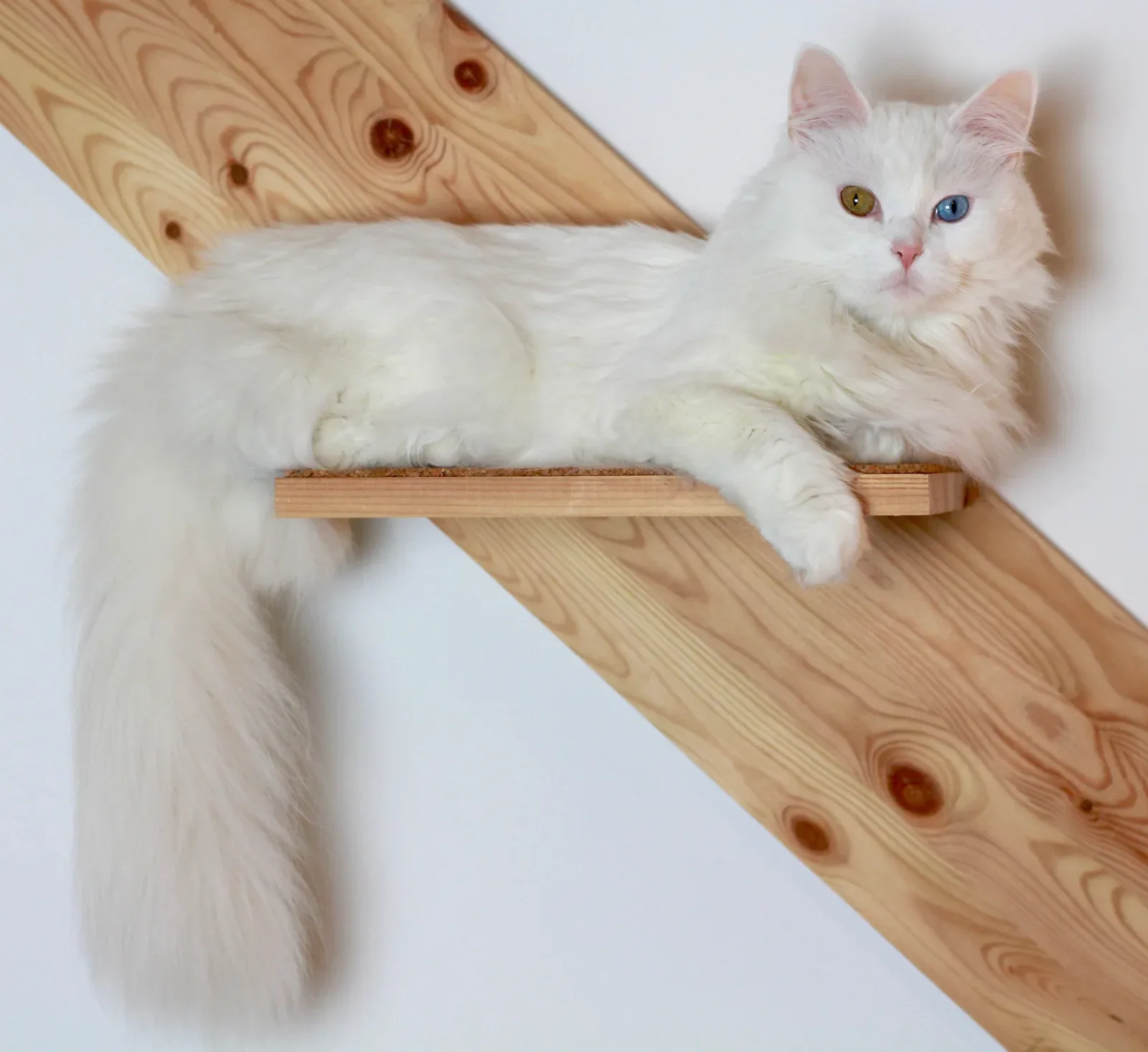 Turkish Angora 4
