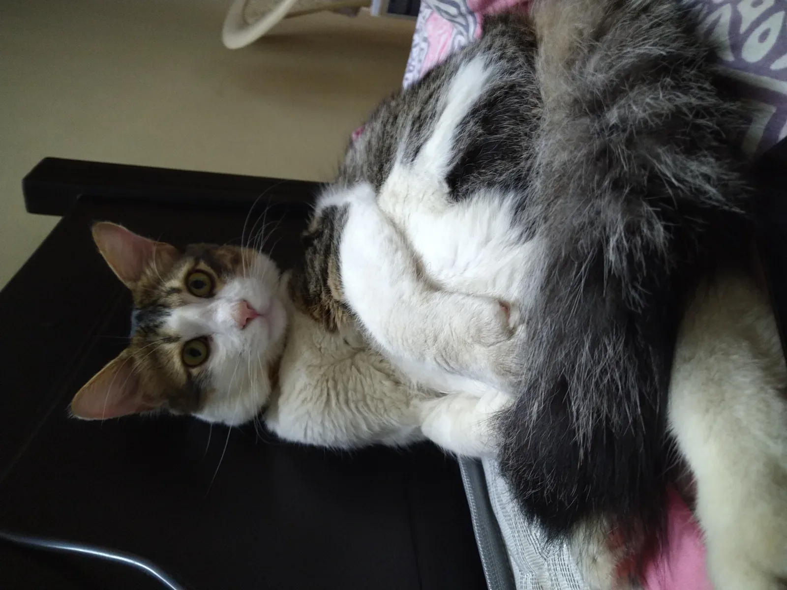 Turkish Angora 5