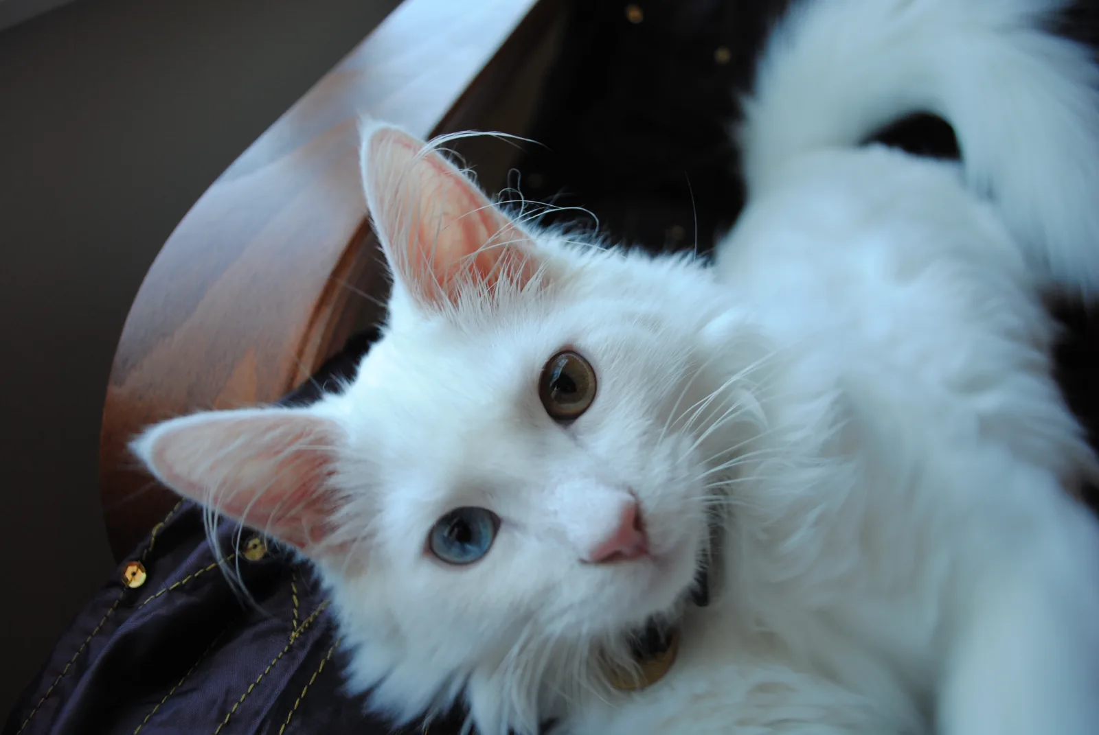 Turkish Angora 6