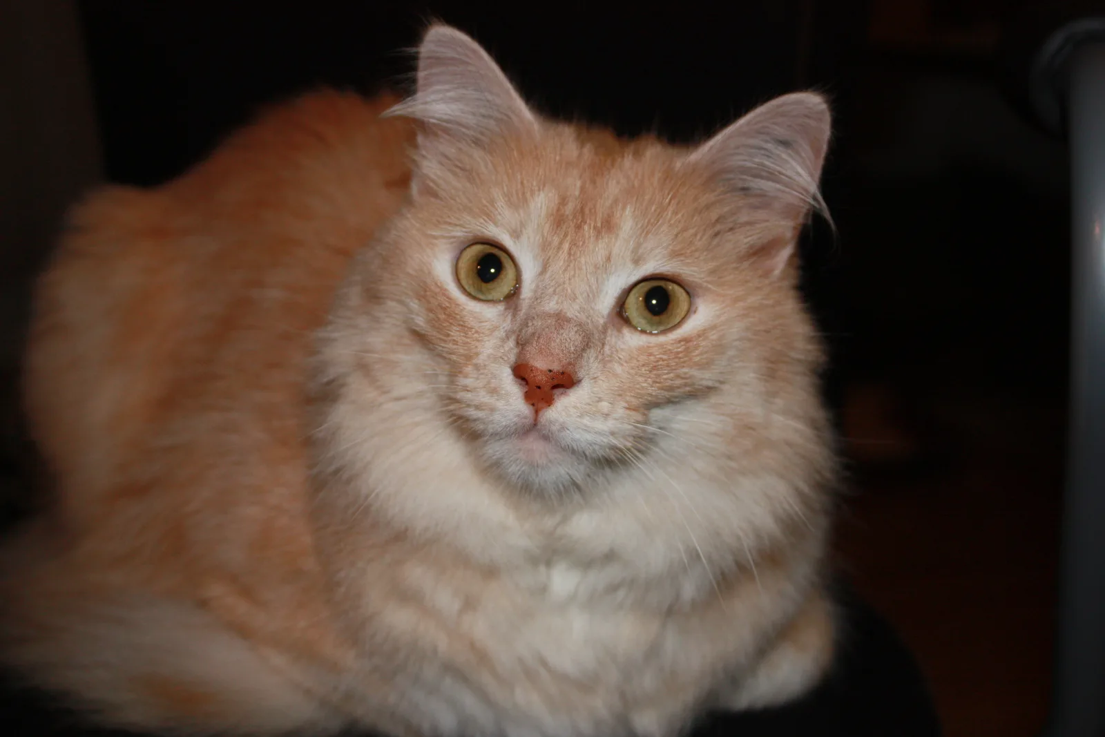 Turkish Angora 7