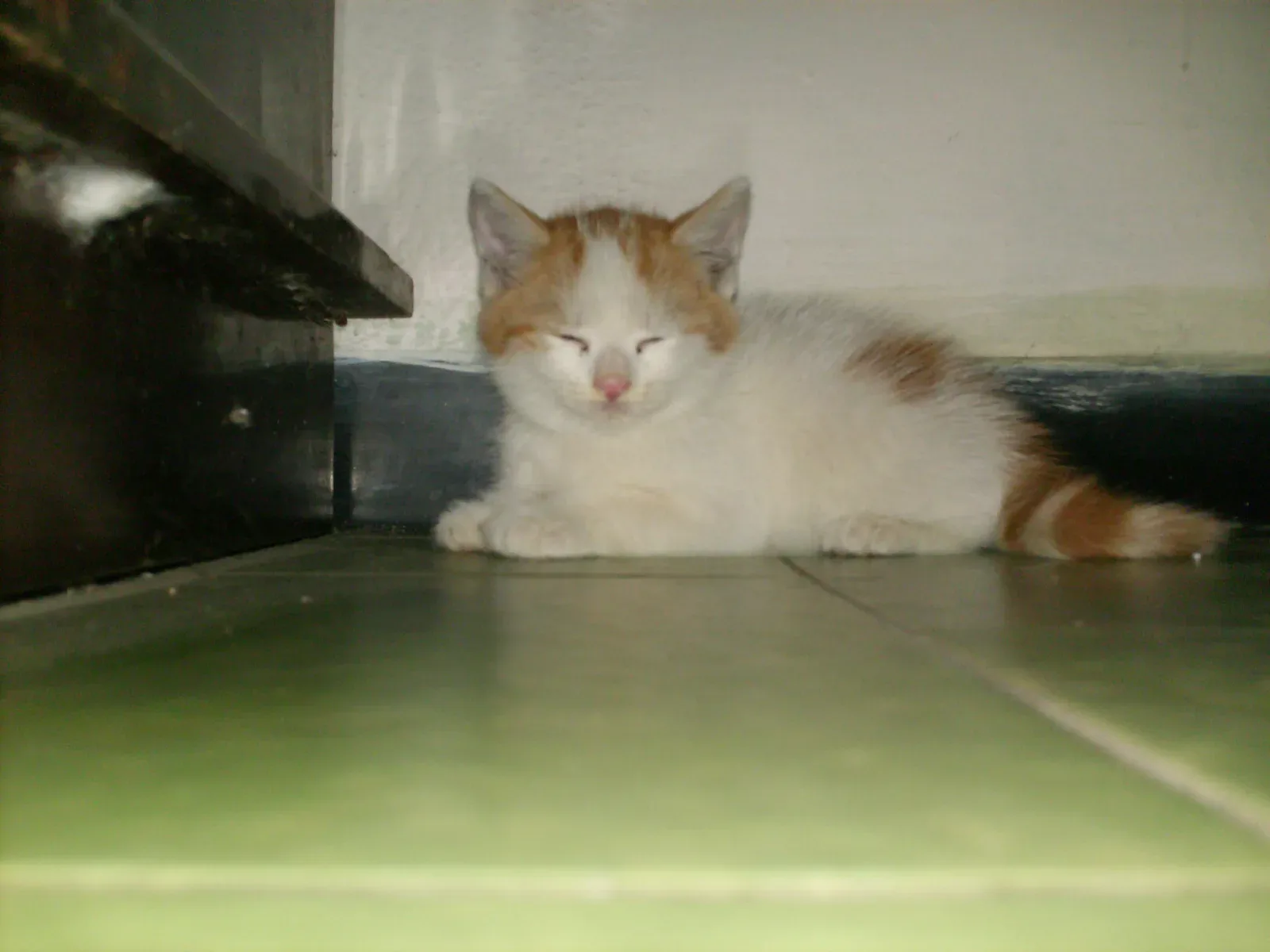 Turkish Angora 8