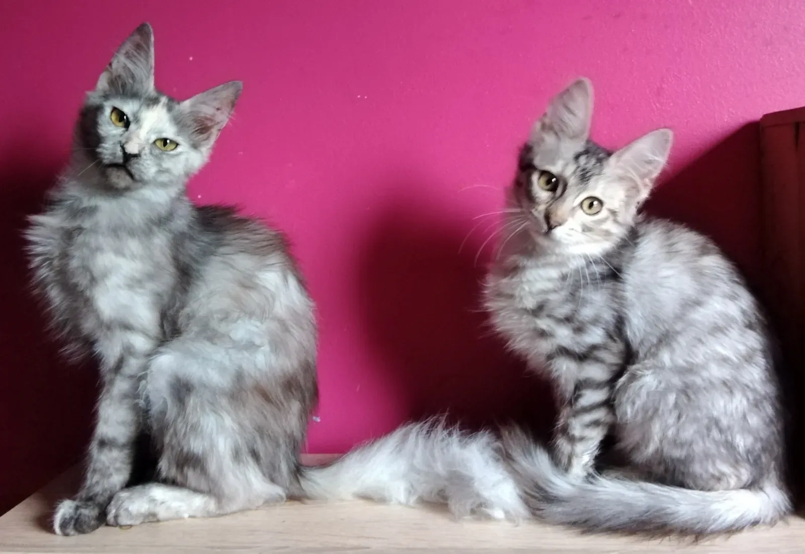 Turkish Angora 9